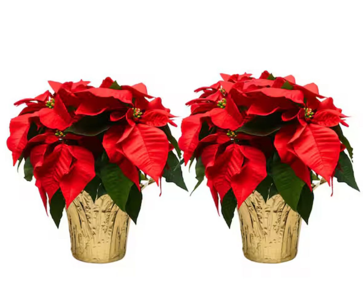 Poinsettias - 2 for $40! - A savings of $15! 