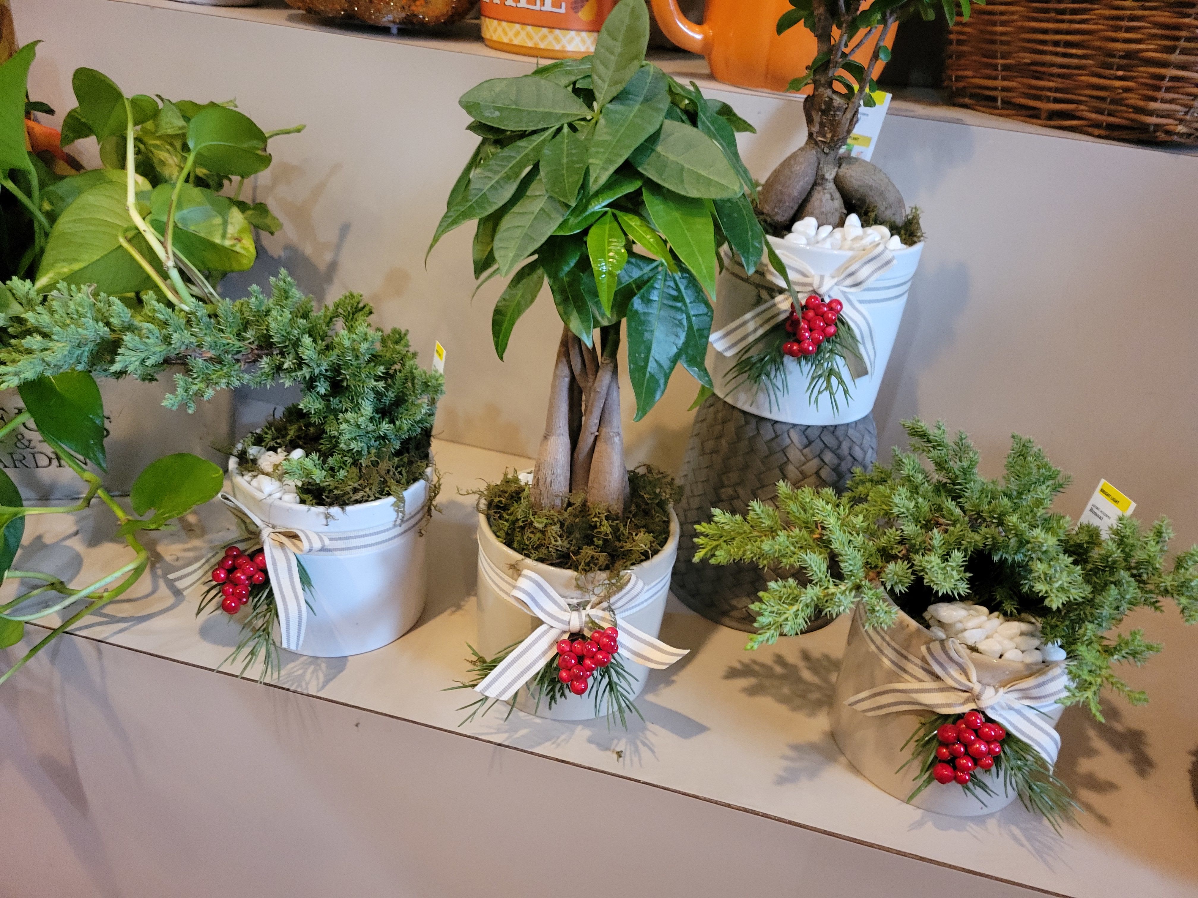 Serenity Bonsai - Symbolizing grounding and renewal, this bonsai features strong roots and delicate shaping. Ideal for gifting or adding a peaceful touch to your décor.