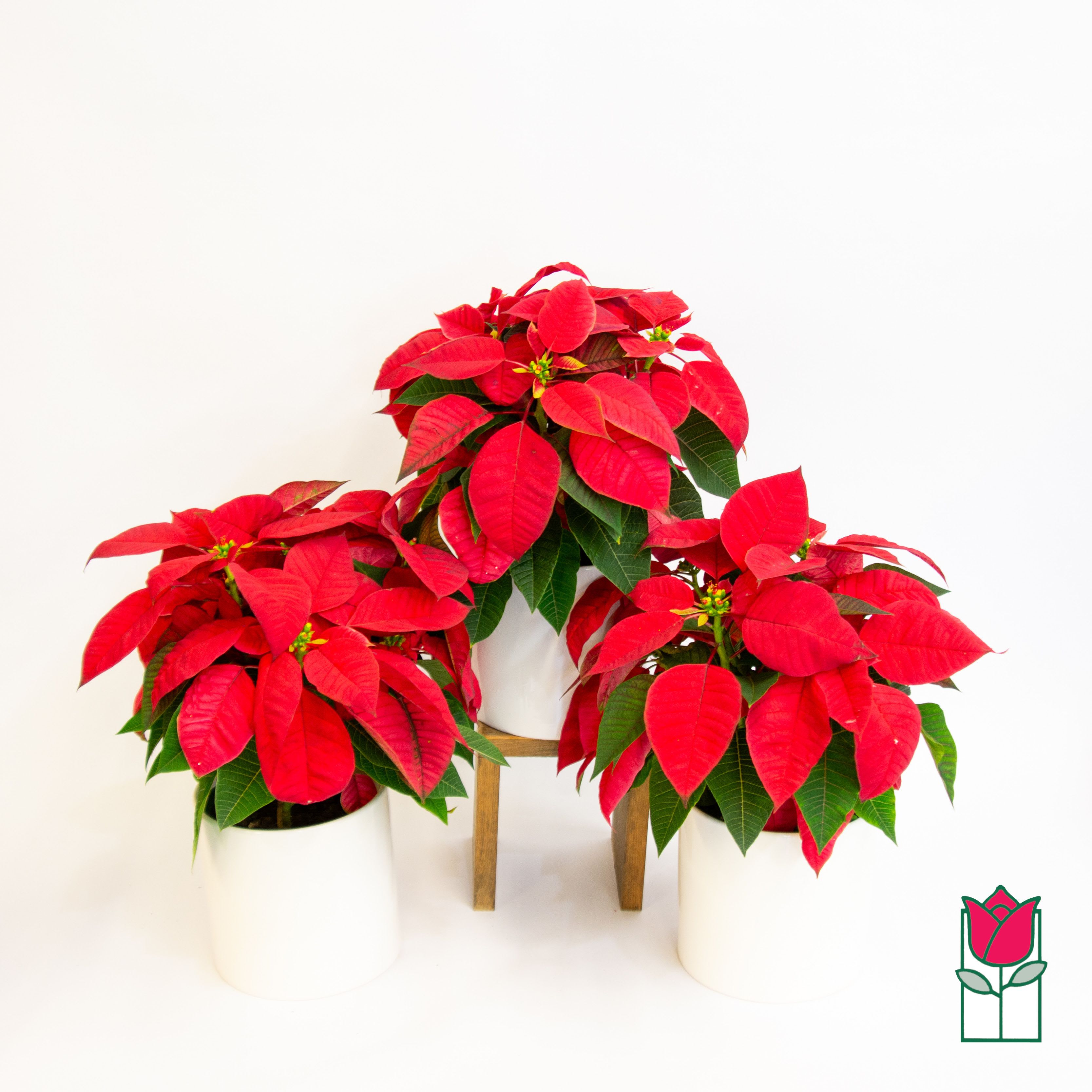 Beretania's Red Poinsettia in Ceramic - Festive seasonal plants from Beretania Florist  Lush and Vibrant: Each plant is meticulously cultivated to ensure lush, vibrant foliage that radiates the classic red and green hues of the holiday season. The attention to detail in our cultivation process guarantees a breathtaking display that will be the talk of the town.  Convenient Delivery and Pick-Up Options in Honolulu:  Note: Due to limited availability, we recommend placing your order early to secure your Poinsettia Plant from Beretania Florist.