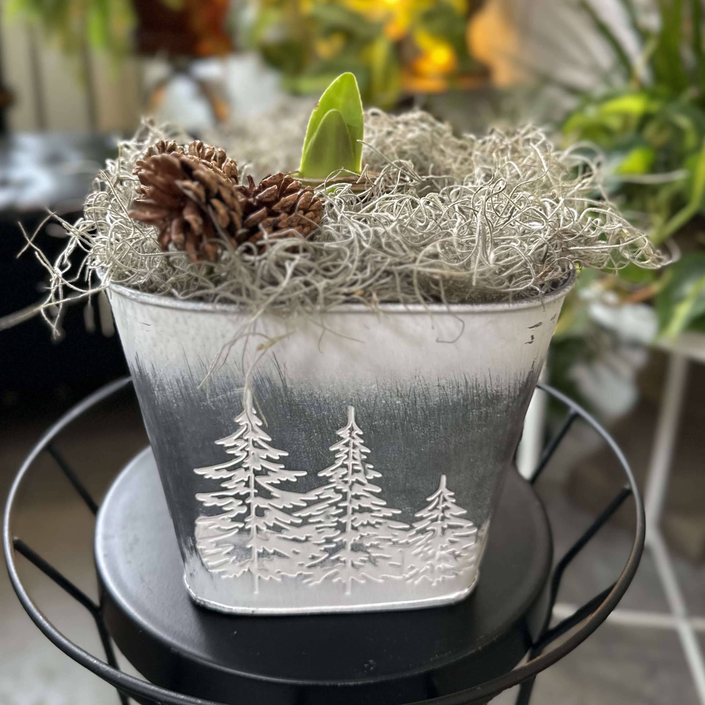 Evergreen Tree Pot Amaryllis--Christmas Gift *NOT YET IN BLOOM* - Watch it grow and bloom!  Amaryllis are rewarding, easy-care houseplants that brighten up a northern winter. Christmas Gift have a pure white bloom.  These jumbo bulbs are easy to grow and exuberant when they bloom. Pre-potted and ready to grow, all you need to provide is bright, indirect light, water, and a support stake for keeping the blooms upright. Most varieties will begin blooming six to eight weeks after planting.