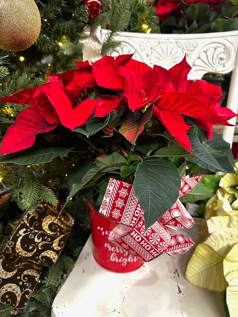 Classic Red Poinsettia - Beautiful red poinsettia, perfectly presented with a bow.