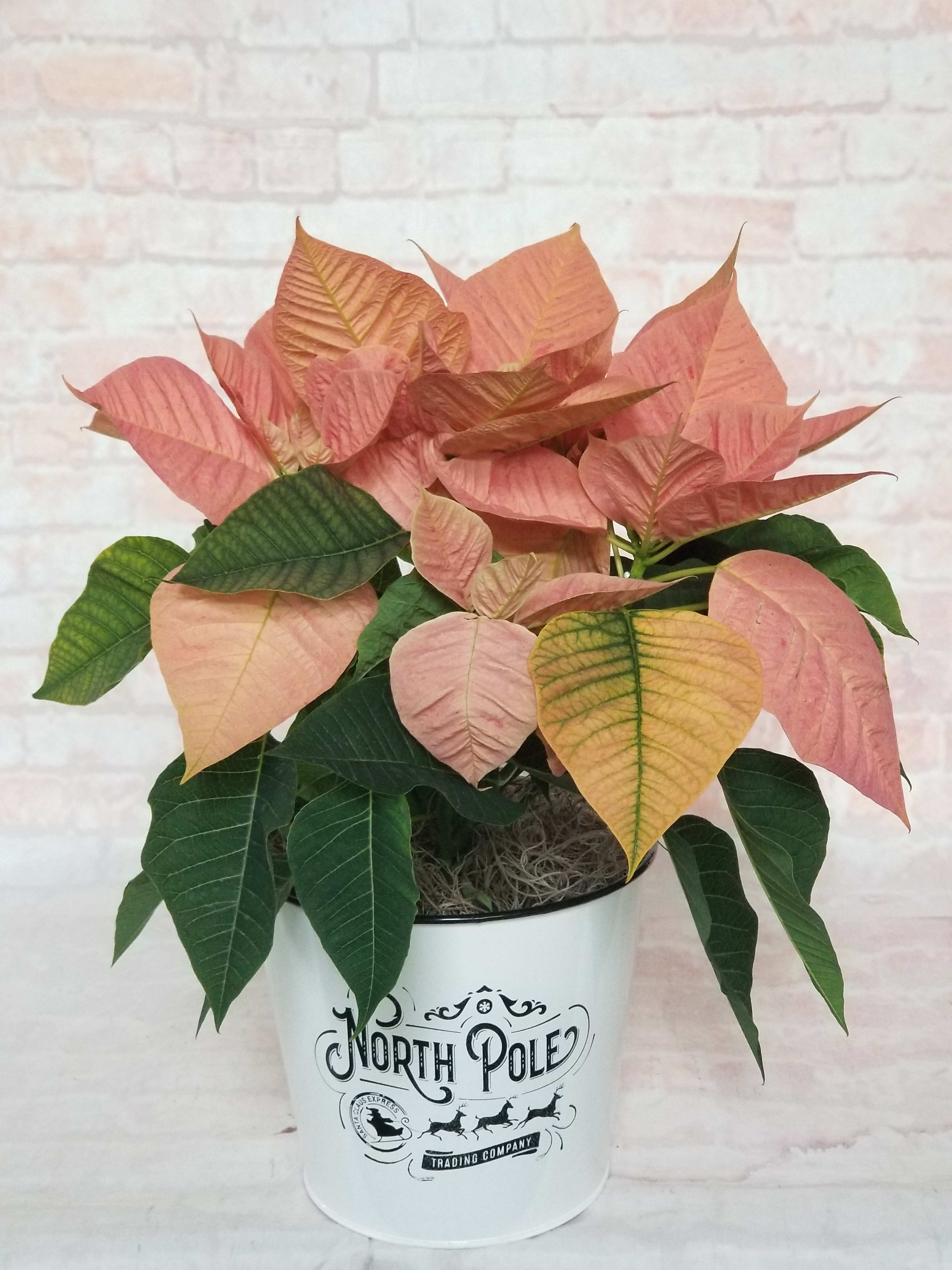 6" Peach Poinsettia Plant - Select this unique seasonal plant in a Holiday tin. 