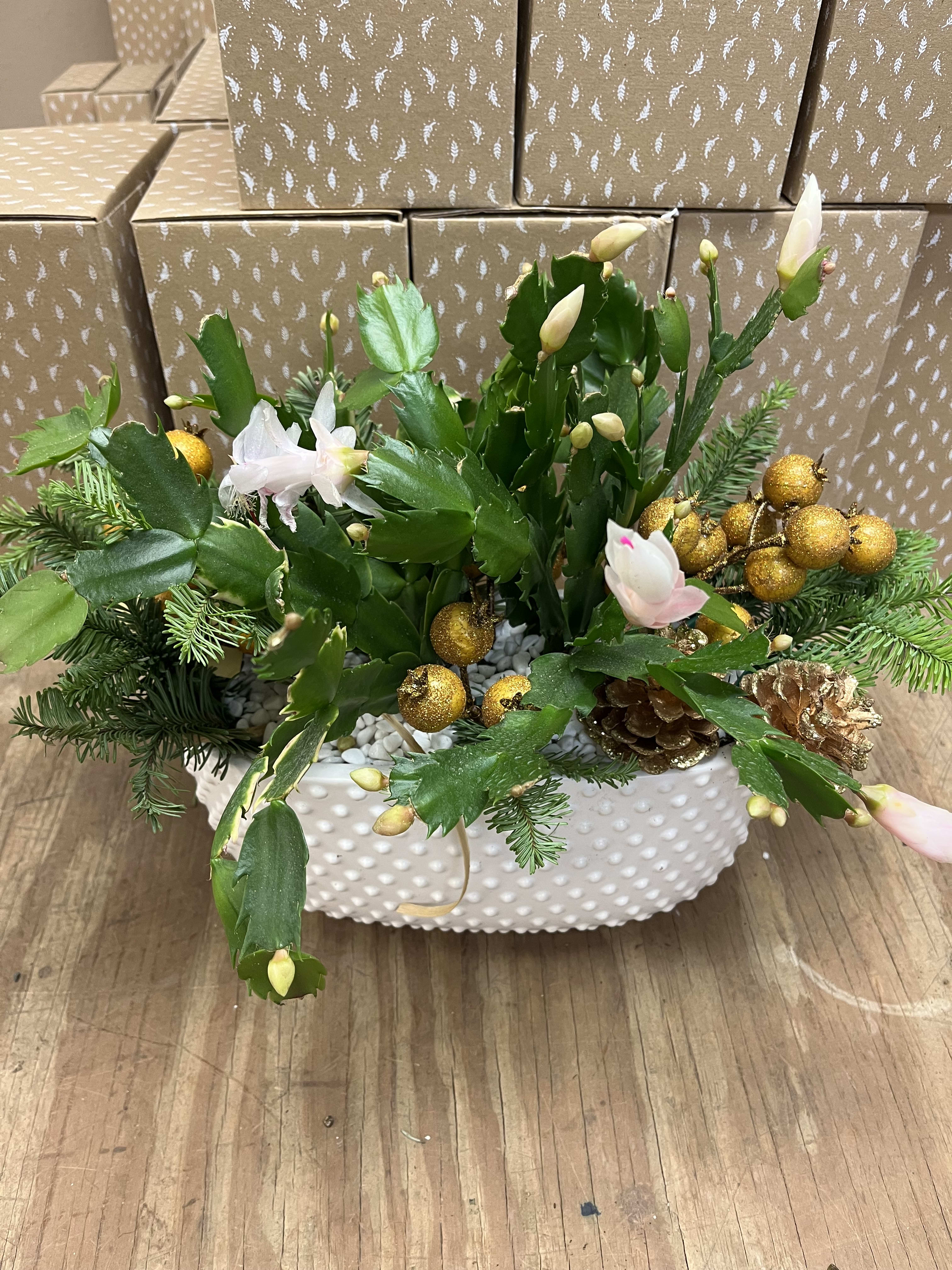 CHRISTMAS CACTUS - Christmas cactus come in many colors, planted with Christmas greens &amp; decorations make a very cheerful presentation.  Bloom color may vary, as available.
