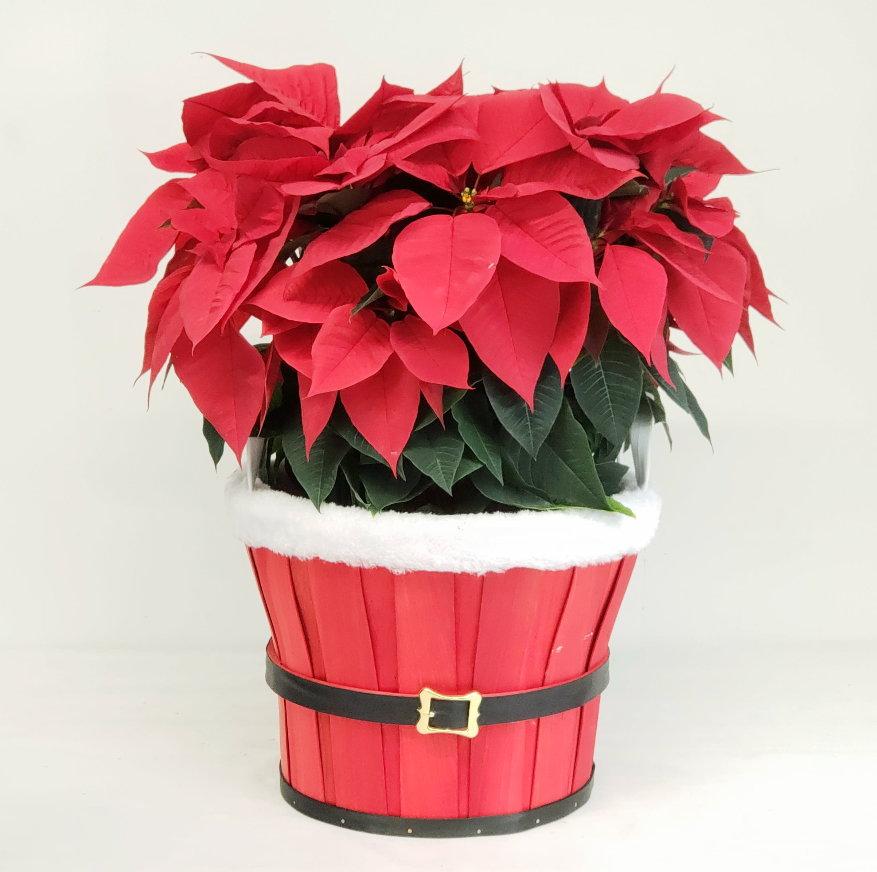 Santa's Belt Poinsettia - Adorable wood slat basket, fur lined along top rim, and adorned with mid section faux belt. Suitable for display in Santa's workshop. Kansas grown poinsettia. 