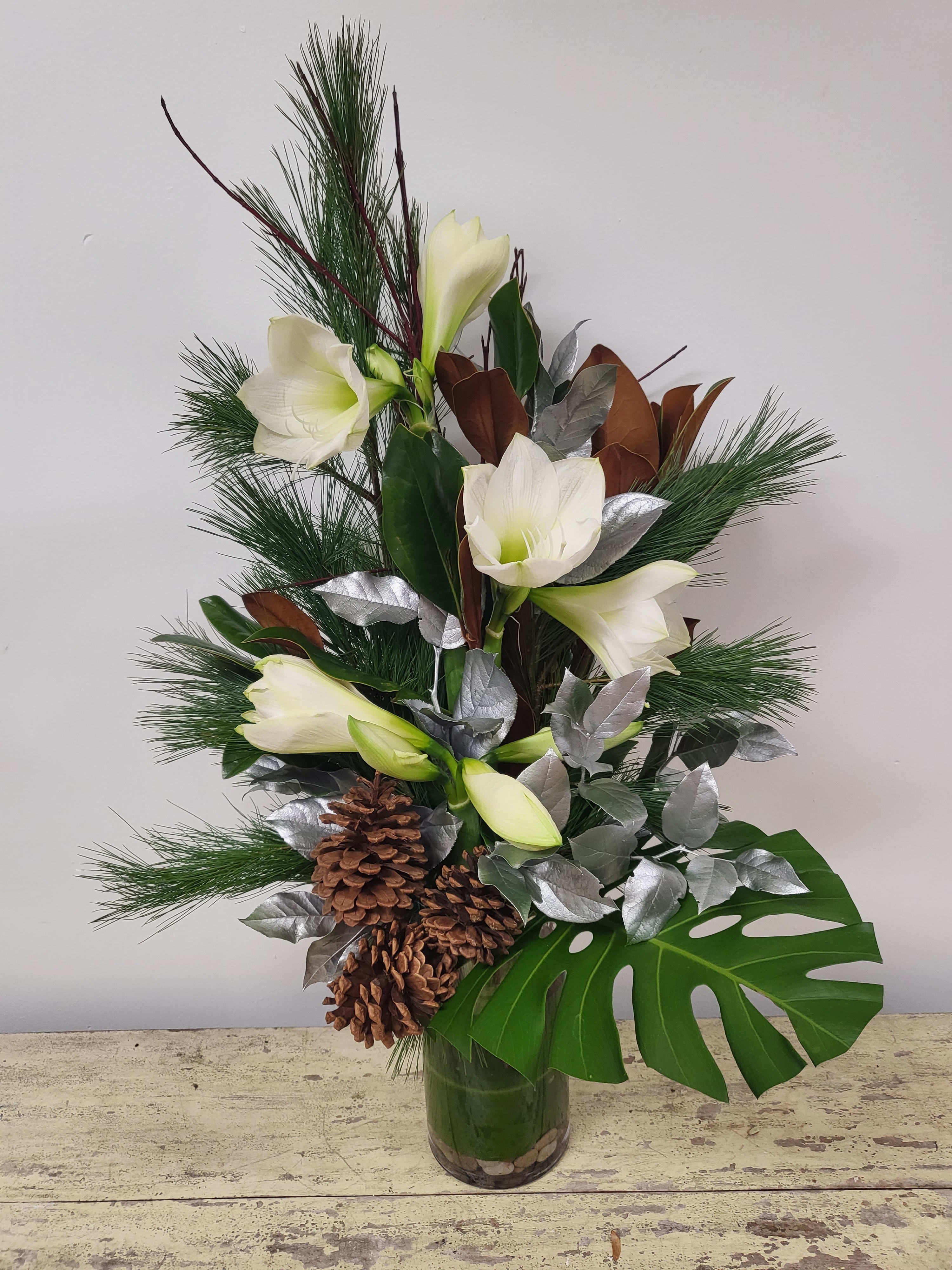 Snow White - Beautiful white Amaryllis 