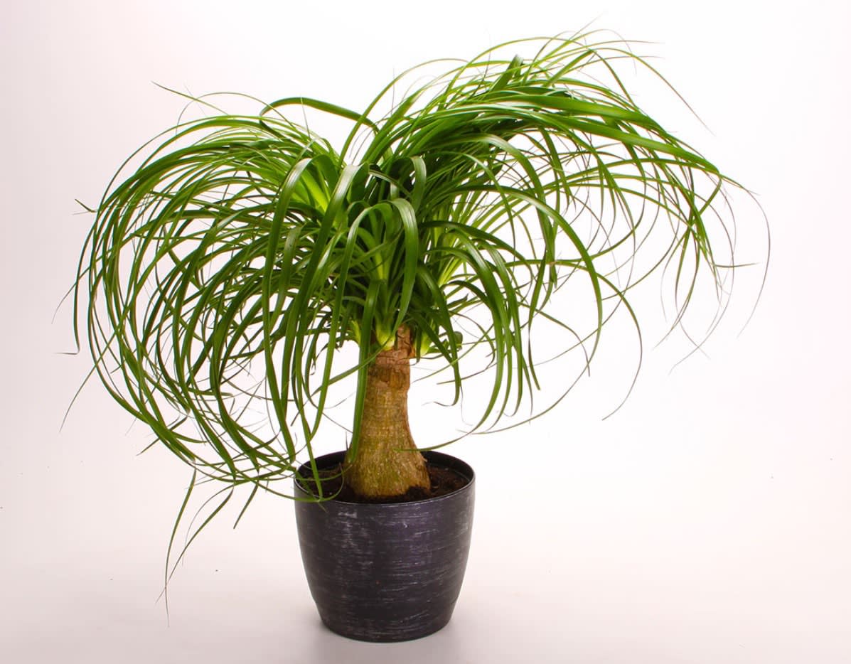 Ponytail Palm  - The Ponytail Palm is an elegant, curious and beautiful house plant. It's easy to take care of and although slow growing will light up any room. 