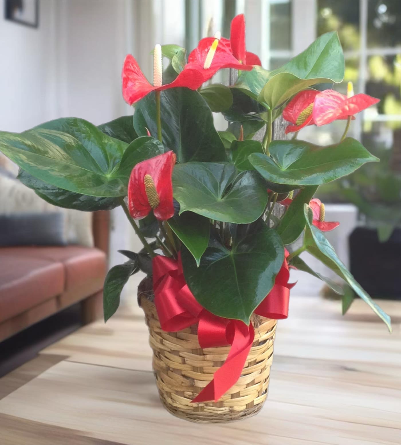 Red Anthirium plant -  Anthurium plants are durable, relatively easy to grow and will survive as an indoor foliage plant for a remarkable period of time. With the proper care and environment, they can produce long lasting flowers all year round. 