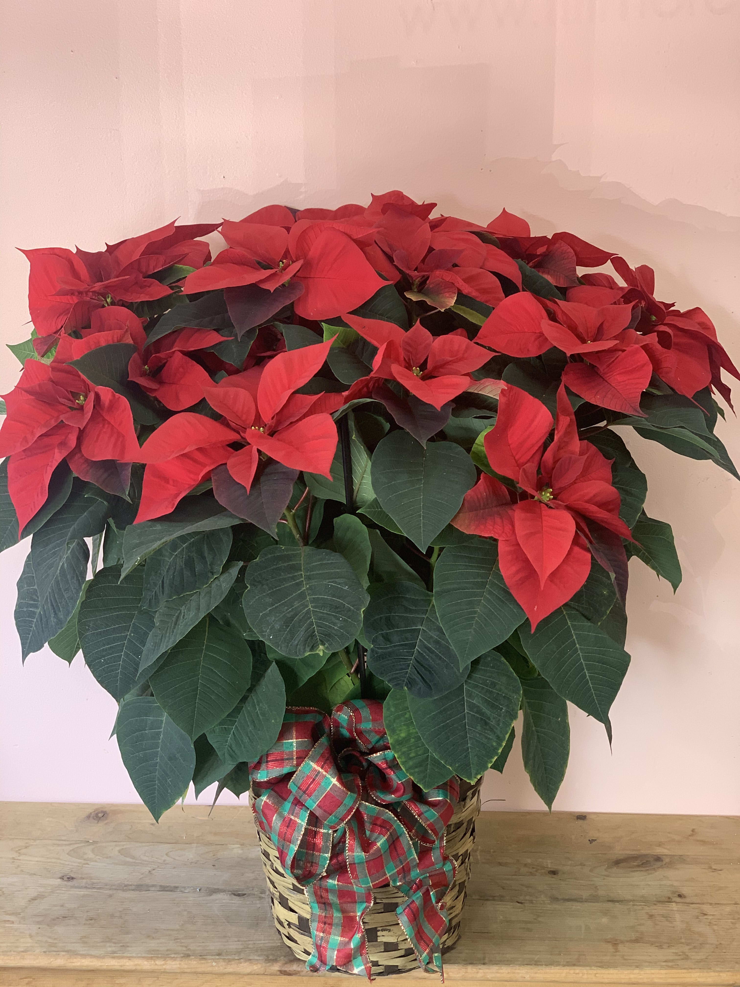 Large Red Poinsettia plant in basket w776 - Large red Poinsettia plant in basket will be best Christmas and Holiday gift for love ones. Item number W776 Dimensions approximately 30”H x 24” W