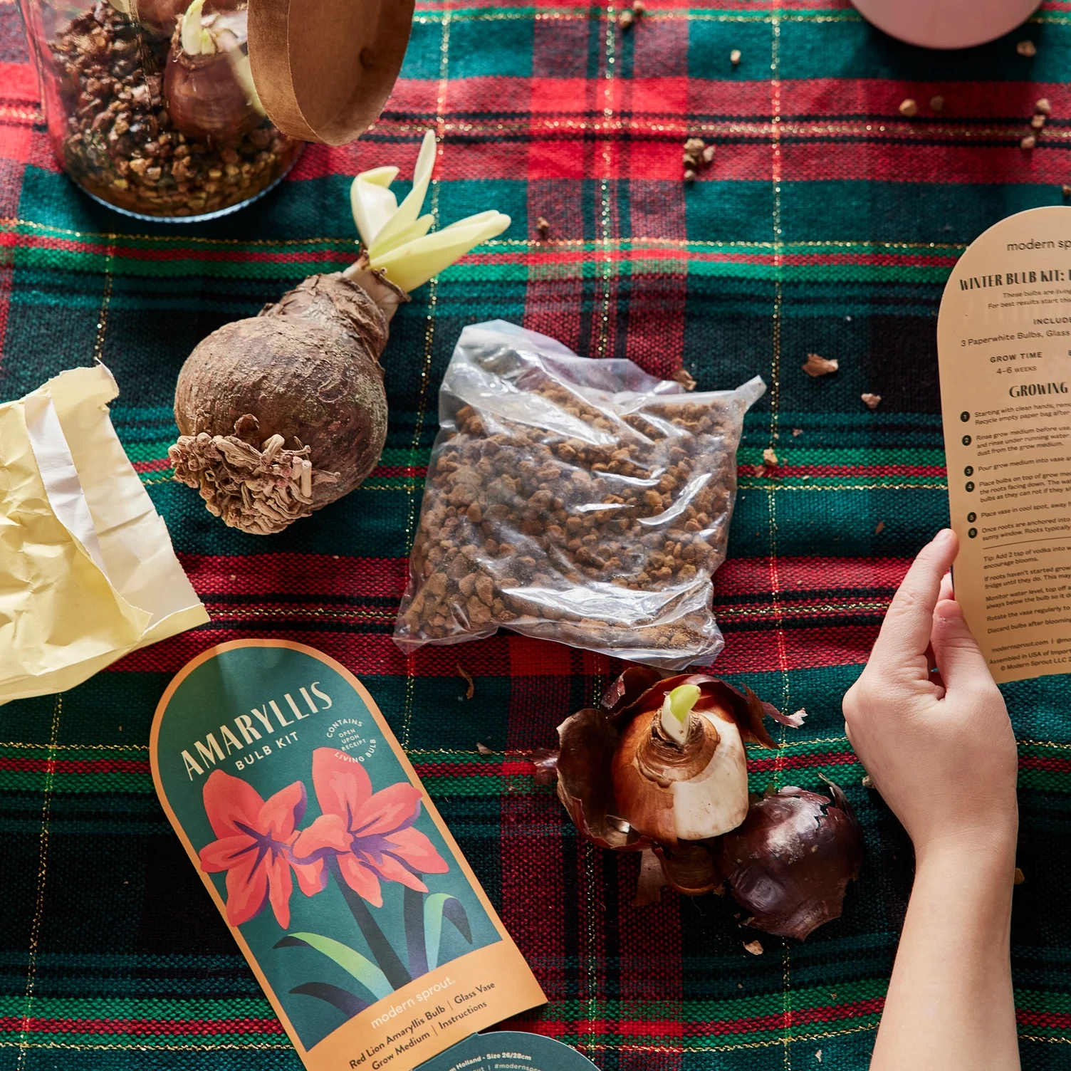 Amaryllis Winter Bulb Kit Gift (Local Only) - Combat winter blues with fresh blooms. Kits are elegantly packaged in a glass vase with a metallic foiled label and include a premium bulb tucked inside recycled glass, includes grow medium and simple instructions. Just add water. 