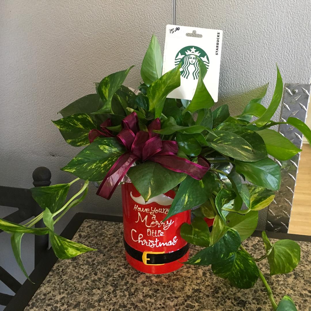 Huge Merry Mug Planter &amp; Starbucks - As shown in 10&quot; over-sized ceramic mug container w/ $15 Starbucks gift card included - Approx. Height 15&quot;
