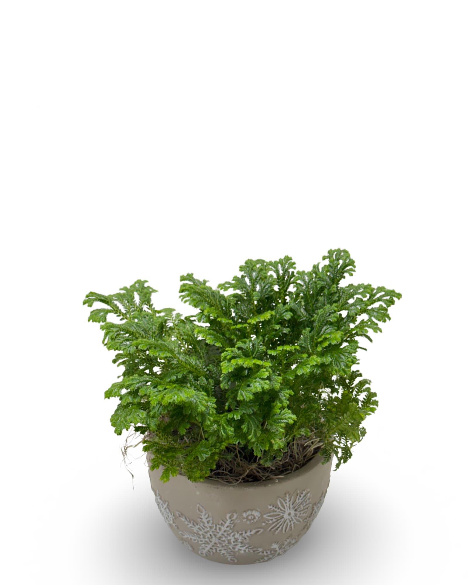 4" Frosty Fern - A charming 4-inch Frosty Fern with delicate, feathery foliage and naturally frosted tips that add a soft wintery feel to any space. Potted in a decorative seasonal container, this low-maintenance plant is perfect for desks, shelves, or gifting and brings fresh holiday greenery indoors all season long.