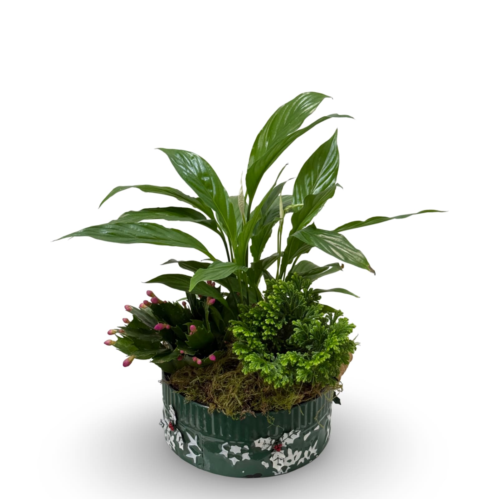 Christmas Dish Garden - Select this charming Christmas metal dish garden full of seasonal plants. 