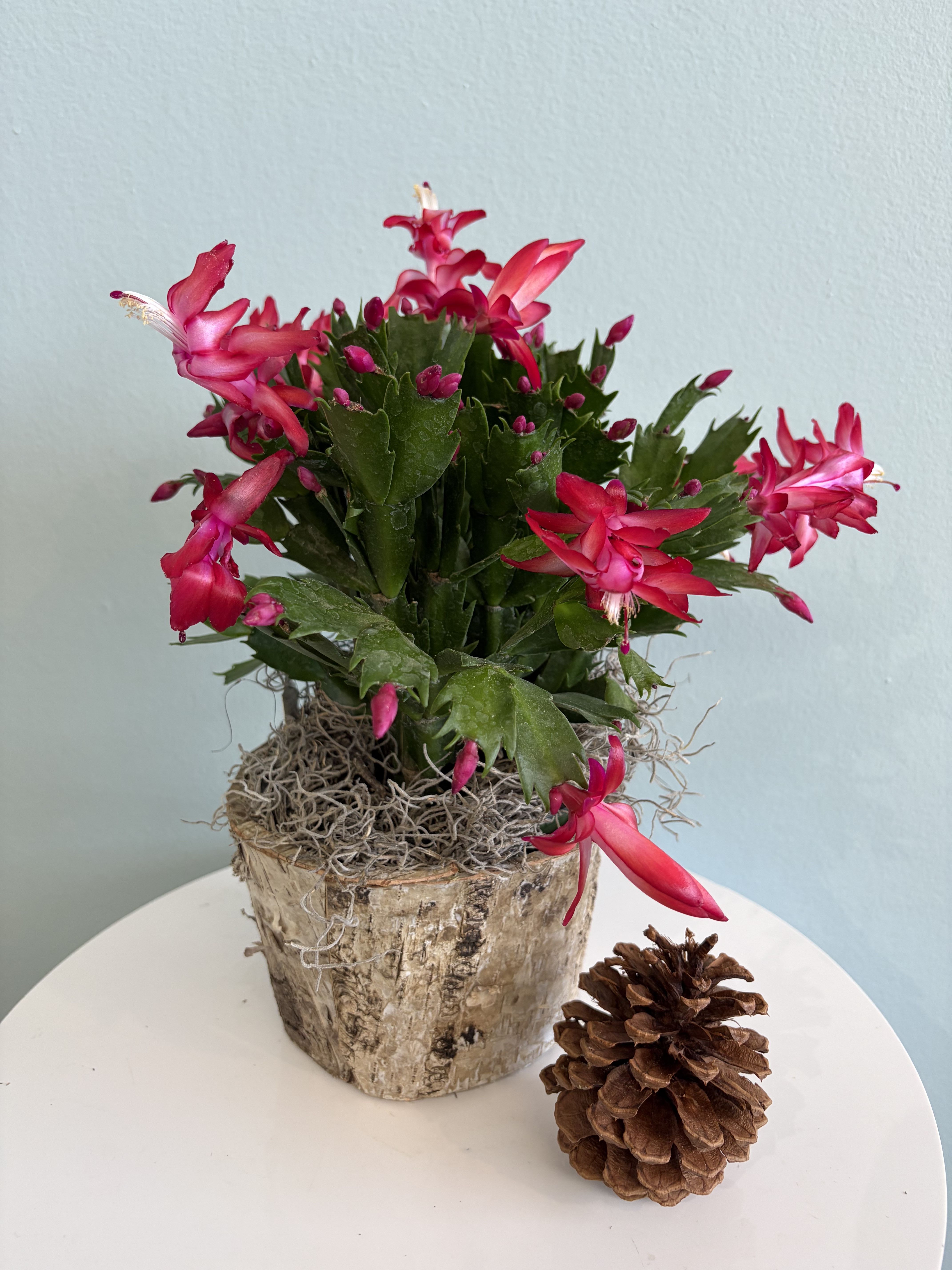 Pink Christmas Cactus  - This festive Christmas plant makes the perfect gift for the holiday season!