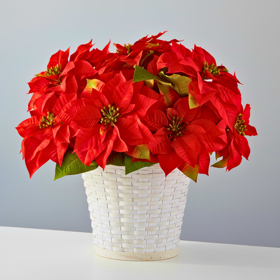 Festive Poinsettia - Vibrant Large Live Red Poinsettia in White Woven Basket  Send the timeless gift of an elegant Live Red Poinsettia. This lush, vibrant plant features deep red blooms and healthy green leaves, instantly bringing festive cheer and natural beauty to any space. It arrives potted in a beautiful white woven basket, ready for display.  Key Features: Premium Live Plant: A healthy 10-inch potted poinsettia, known for its iconic, striking color during the holiday season.  Natural Elegance: The rich red blooms are beautifully contrasted by the clean, handcrafted texture of the accompanying white woven basket, eliminating the need for a separate decorative pot.  Instant Decor: Perfect for centerpieces, gifting, or adding a pop of color to your mantel or entryway table.  Care Tip: To ensure long-lasting vibrancy, place in an area with bright, indirect sunlight and keep the soil consistently moist (but not soggy).   Pot Size: 10 inch diameter