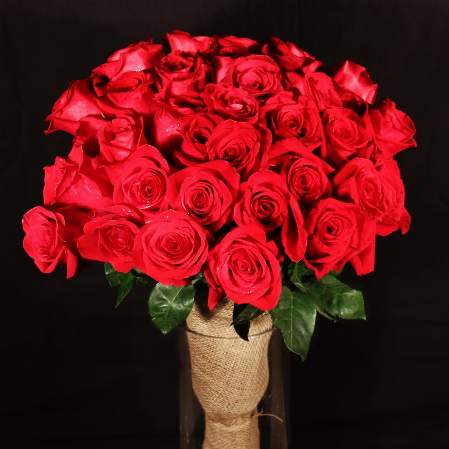 LUXURY ROSES - We are pleased to highlight our exquisite collection of long-stemmed roses, expertly arranged by Flowers by Philip. These classic arrangements, accented with seasonal foliage, are available in three stunning options:  * **Standard Version:** Dozen and a half long-stemmed roses  * **Deluxe Version:**Two dozen  long-stemmed roses  * **Premium Version:**  Three dozen long-stemmed roses   For a truly unforgettable gift, choose the timeless elegance of long-stemmed roses by Flowers by Philip.