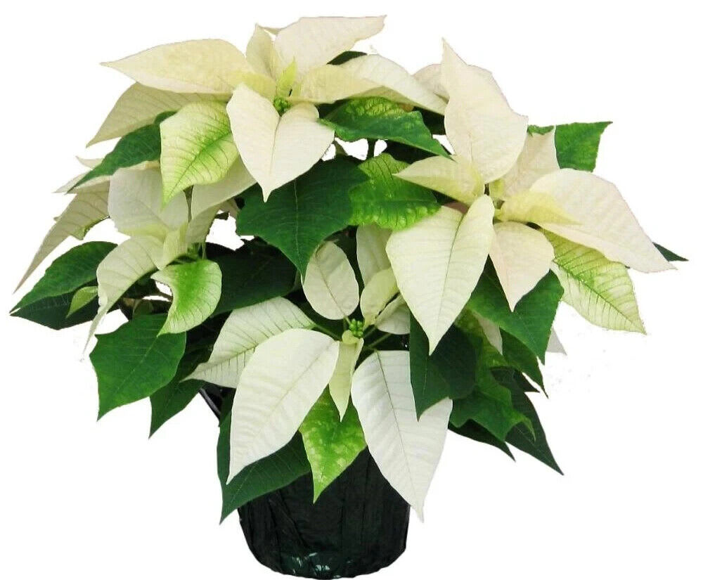 White Poinsettia Plant - Includes a foil pot cover. Standard 6&quot; Pot. Deluxe 8&quot; Pot. Premium 10&quot; Pot. 