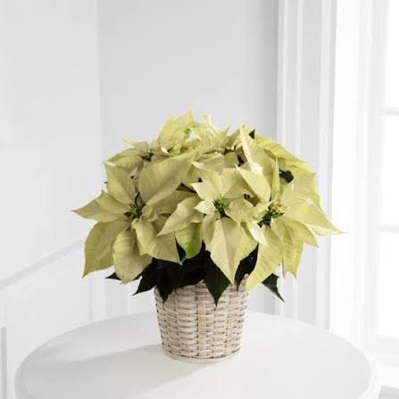 white christmas poinsettia - fresh and seasonal white poinsettia  in the basket