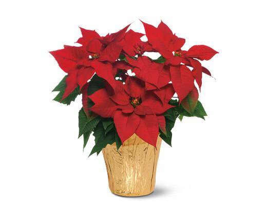 Large Poinsettia Plant - A tried-and-true tradition, the Christmas poinsettia's natural red and green palette makes it a holiday gift that's right as rain (or snow). Hand-delivered in a classic planter, it's a bold and beautiful surprise for anyone. Floral and planter may vary due to local availability. Same day plant delivery available.