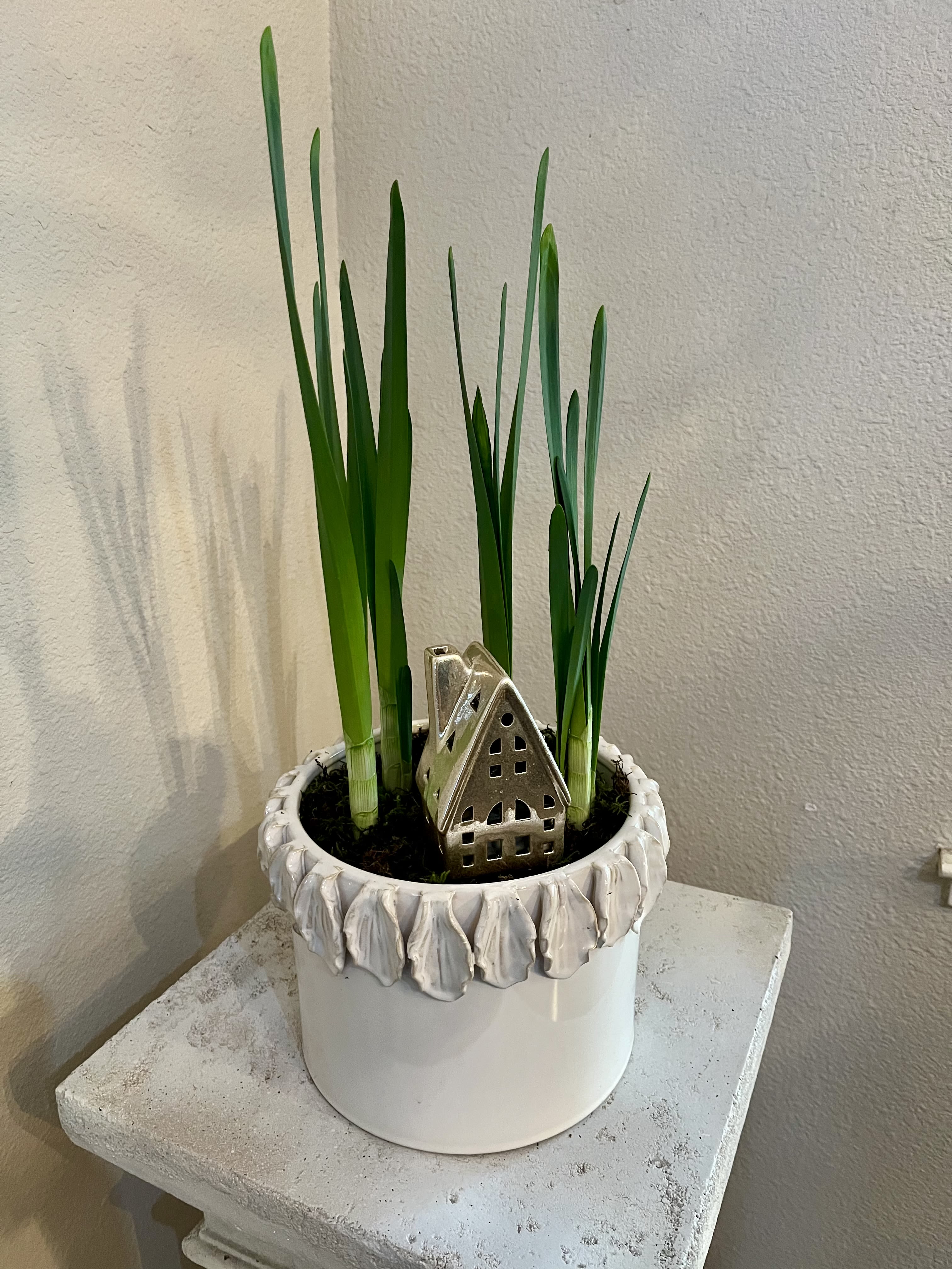 Winter Paperwhites  - Live, growing paperwhites planted in a white ceramic decorative pot with live moss and a miniature light-up house. Limited seasonal special.