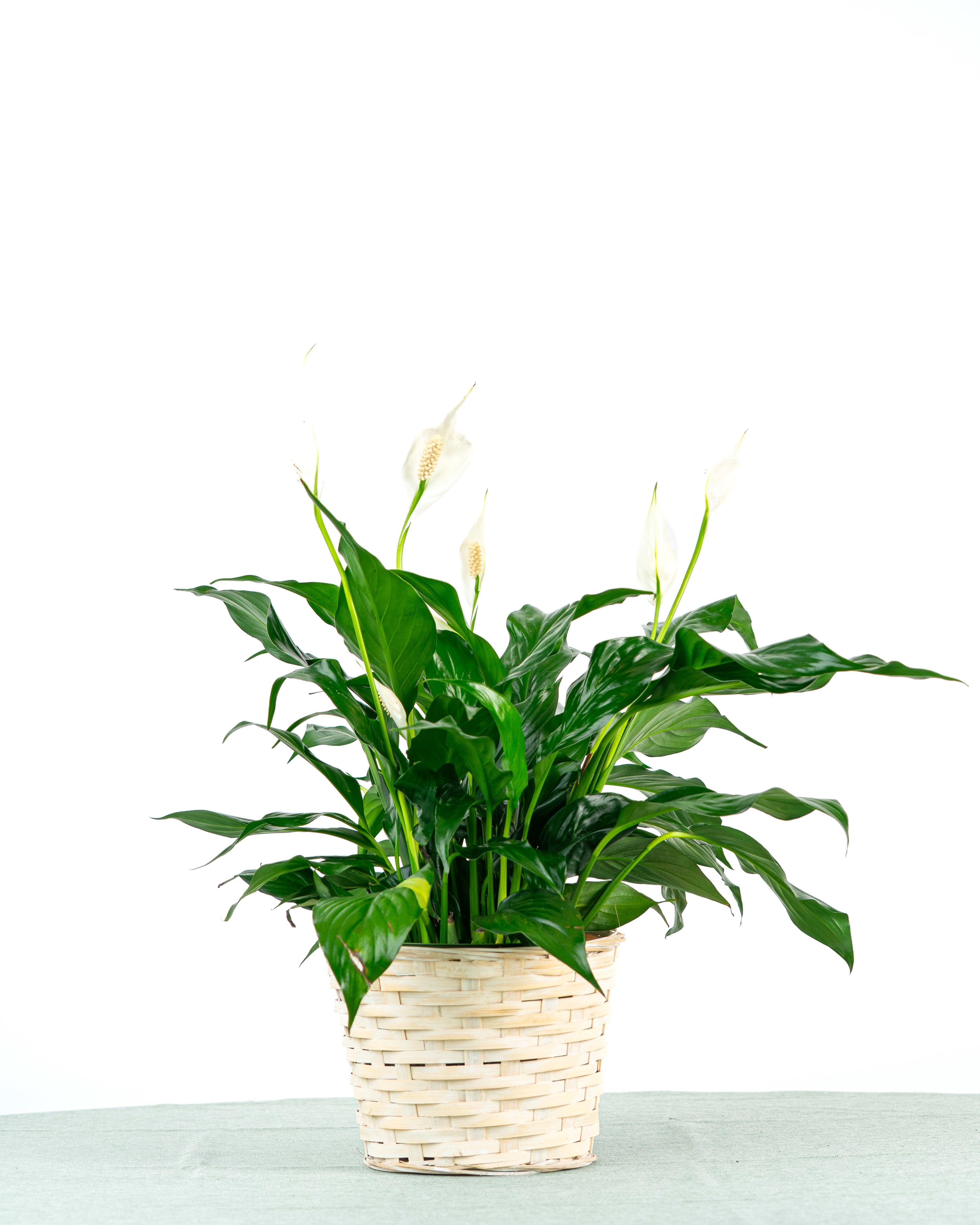 Peace Lily Plant (6" Pot) - Looking for a Spathiphyllum (Peace Lily)? This dark leafy plant with delicate white blossoms is a sophisticated gift and indoor plant. Blooming is seasonal. Plants arrive in a wicker basket and approximate size is 6" pot. This is our small sized Peace Lily.