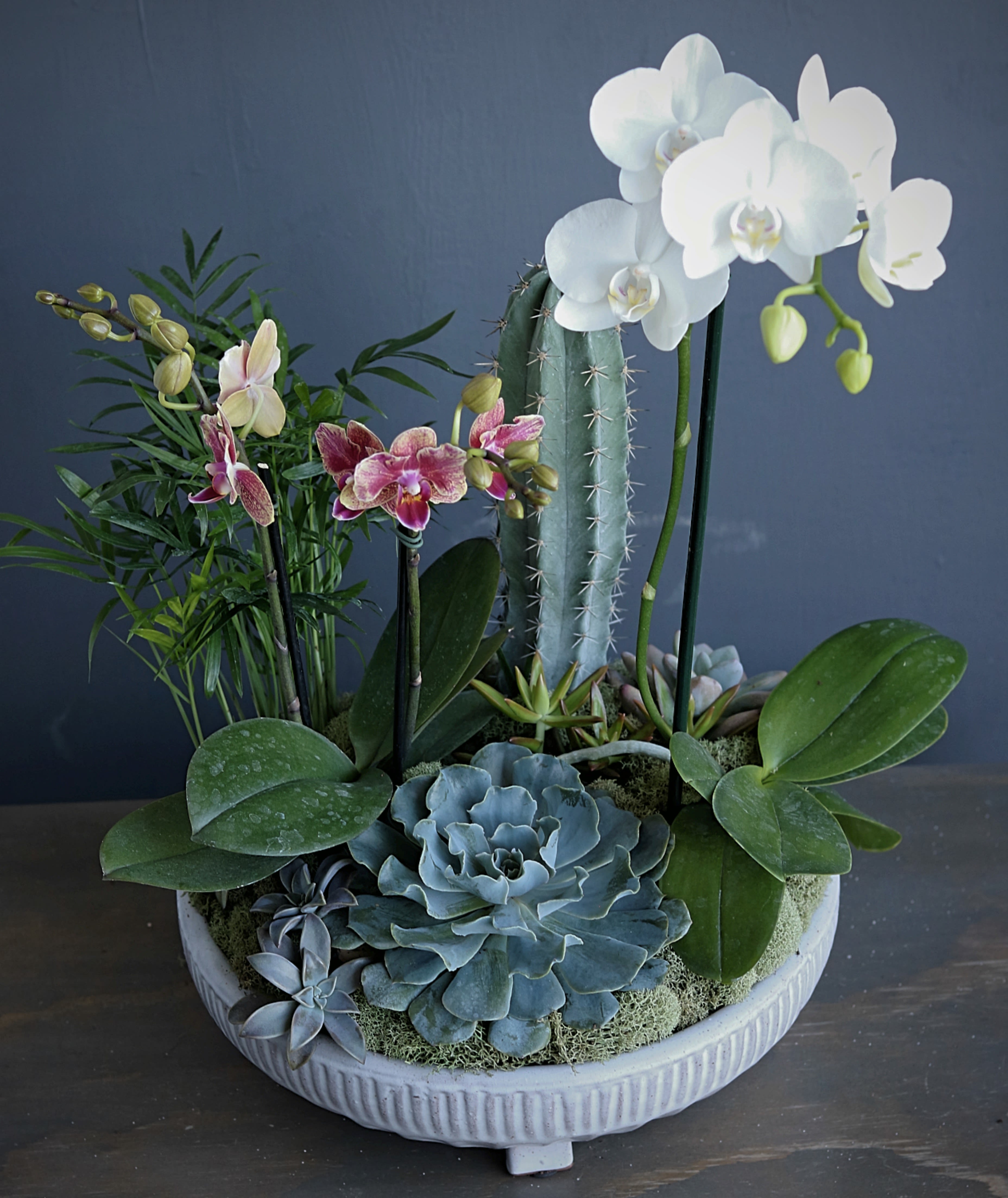 orchid garden - Combination of bright and white petite phalaenopsis orchids, succulents and cactus planted in a grey ceramic bowl. Orchid plants are diverse and can complement any decor. Our specilaty designed greeting card with a handwritten message is included. Send the best flowers from the best florist in Jupiter. Next day delivery available to Tequesta, Jupiter, Palm Beach Gardens and Palm Beach.