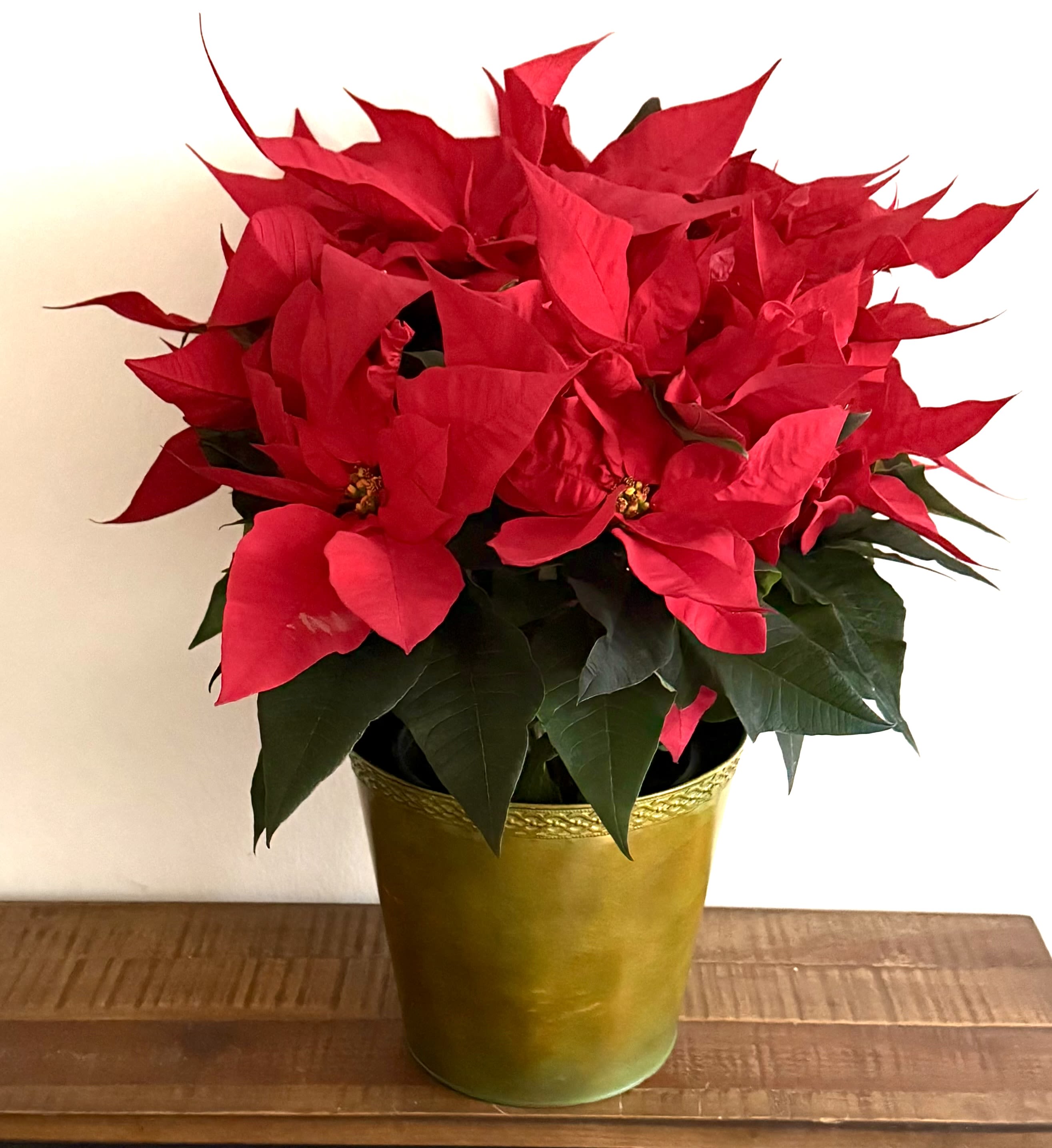 Crimson Noel Poinsettia  - Celebrate the season with our Crimson Noel Poinsettia, a timeless holiday favorite featuring lush, vibrant red bracts and rich green foliage. Presented in an elegant metallic gold pot, this classic poinsettia adds instant warmth, color, and festive charm to any home, office, or holiday table. Long-lasting and easy to enjoy, it’s a perfect gift for the holidays, Christmas décor, or seasonal thank-you gestures. Ideal for delivery and beautifully styled for a polished, festive look.    Approximately 20” tall in 8” pot 