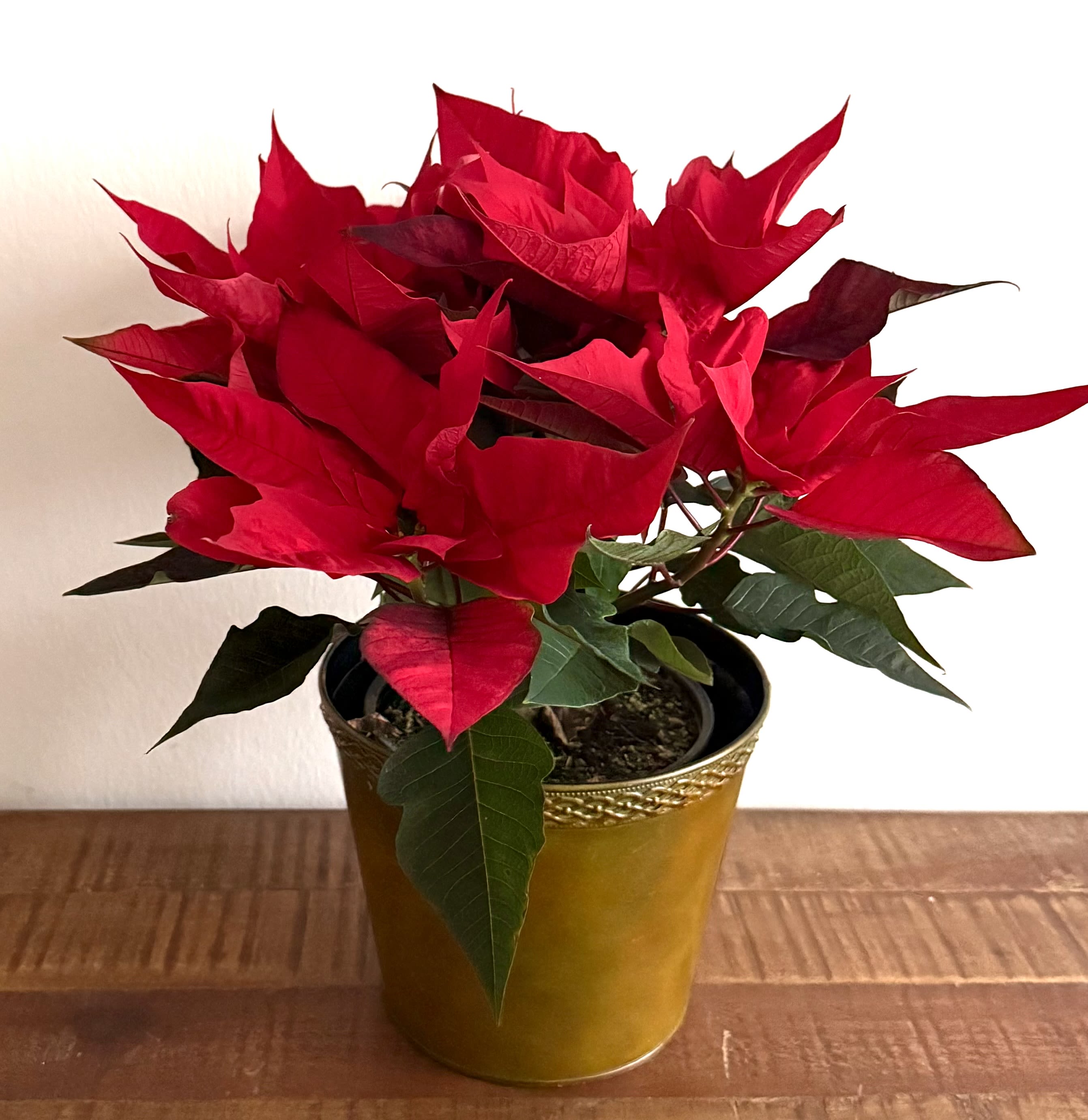 Small Crimson Noel Poinsettia - Celebrate the season with our Crimson Noel Poinsettia, a timeless holiday favorite featuring lush, vibrant red bracts and rich green foliage. Presented in an elegant metallic gold pot, this classic poinsettia adds instant warmth, color, and festive charm to any home, office, or holiday table. Long-lasting and easy to enjoy, it’s a perfect gift for the holidays, Christmas décor, or seasonal thank-you gestures. Ideal for delivery and beautifully styled for a polished, festive look.  Approximately 16” tall