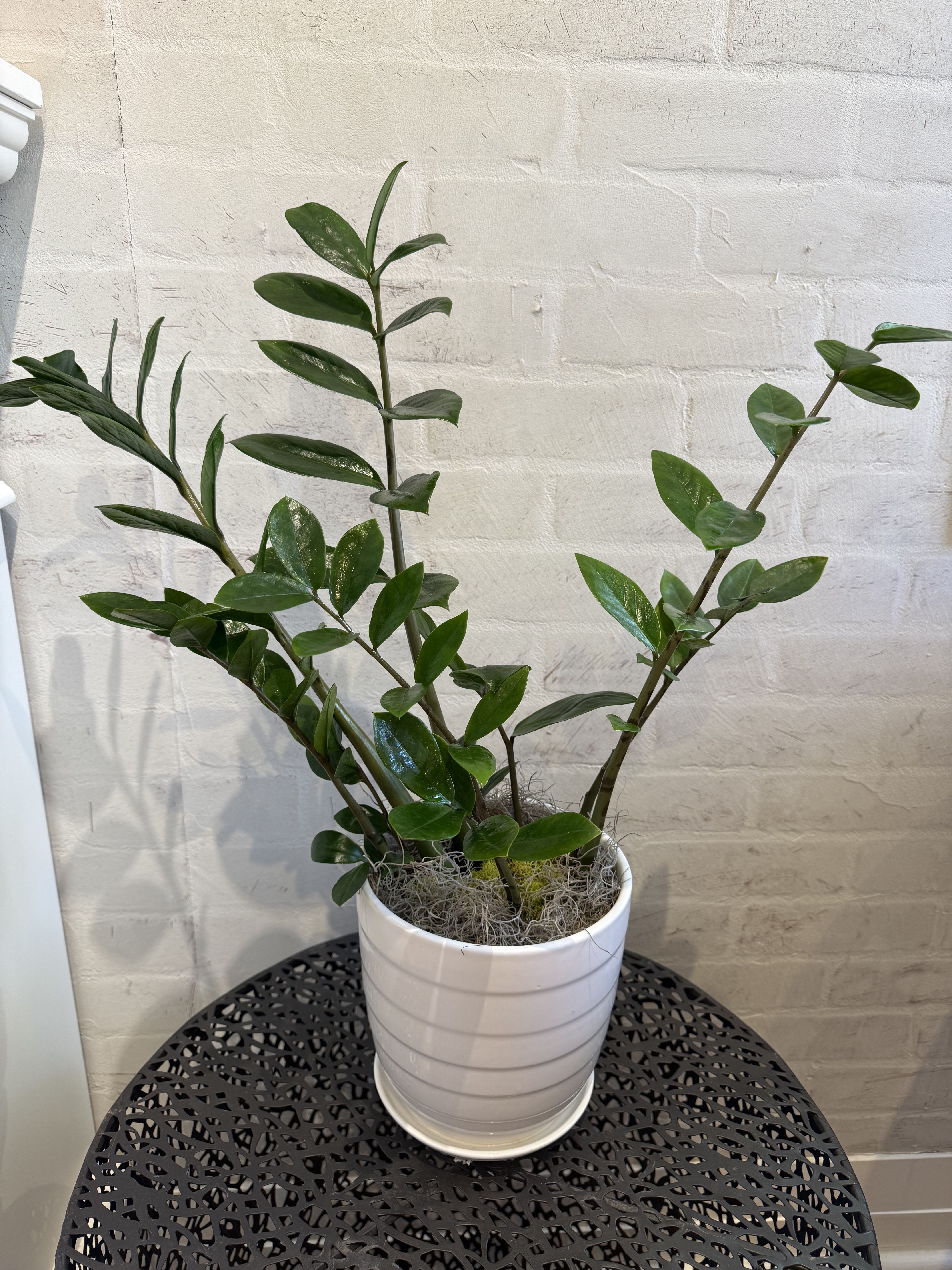 ZZ Potted Plant - Live ZZ Plant measuring approximately 20” tall. Potted in a white ceramic container. Finished off with moss and our signature ribbon. 