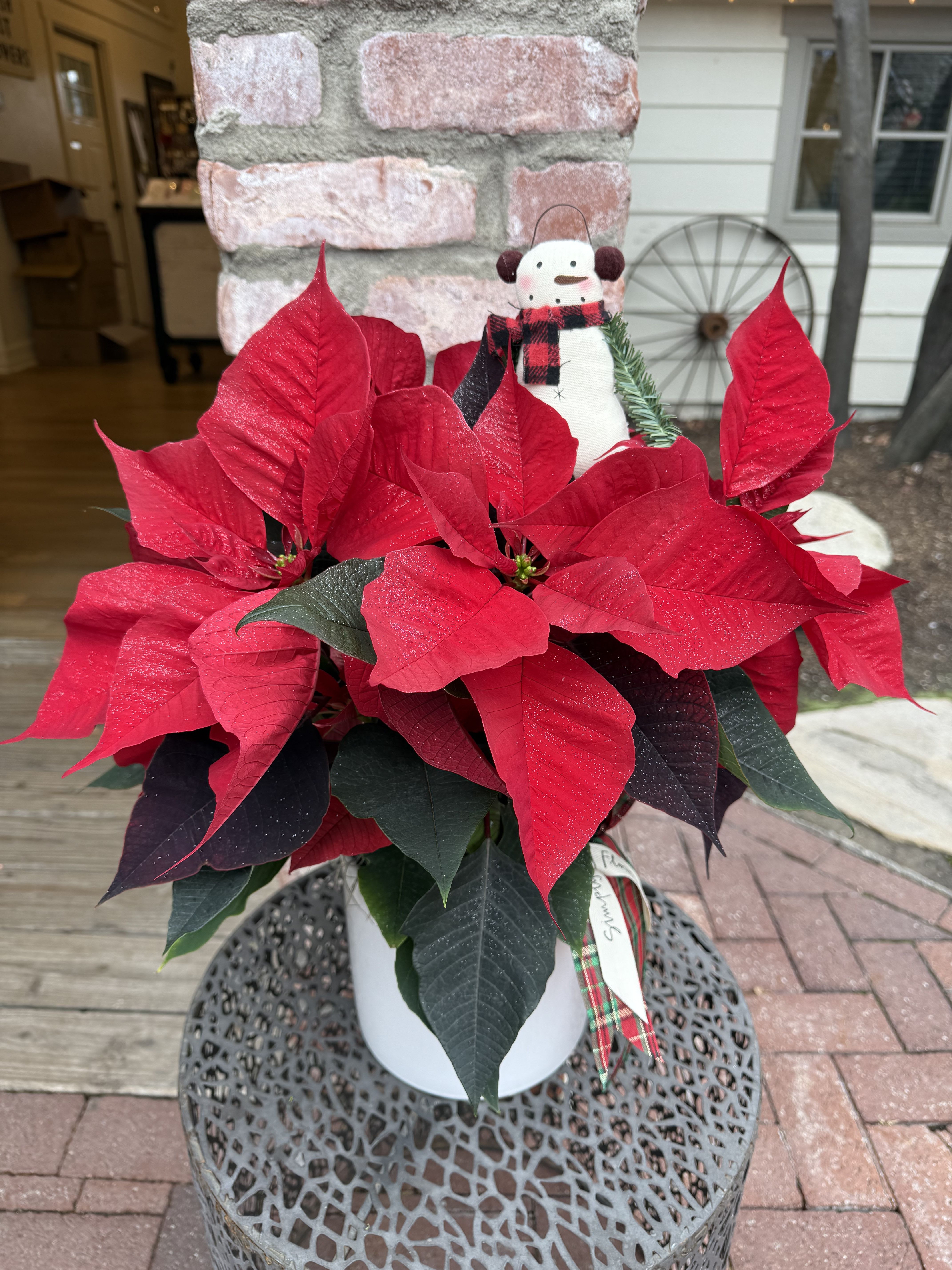 Festive Poinsettia - Our potted poinsettias are a customer favorite. Nestled in a white ceramic vessel. Finished off with moss, a snowman pick, festive ribbons and holiday sparkle! 