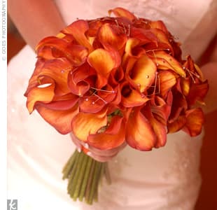 Orange - Calla lily orange