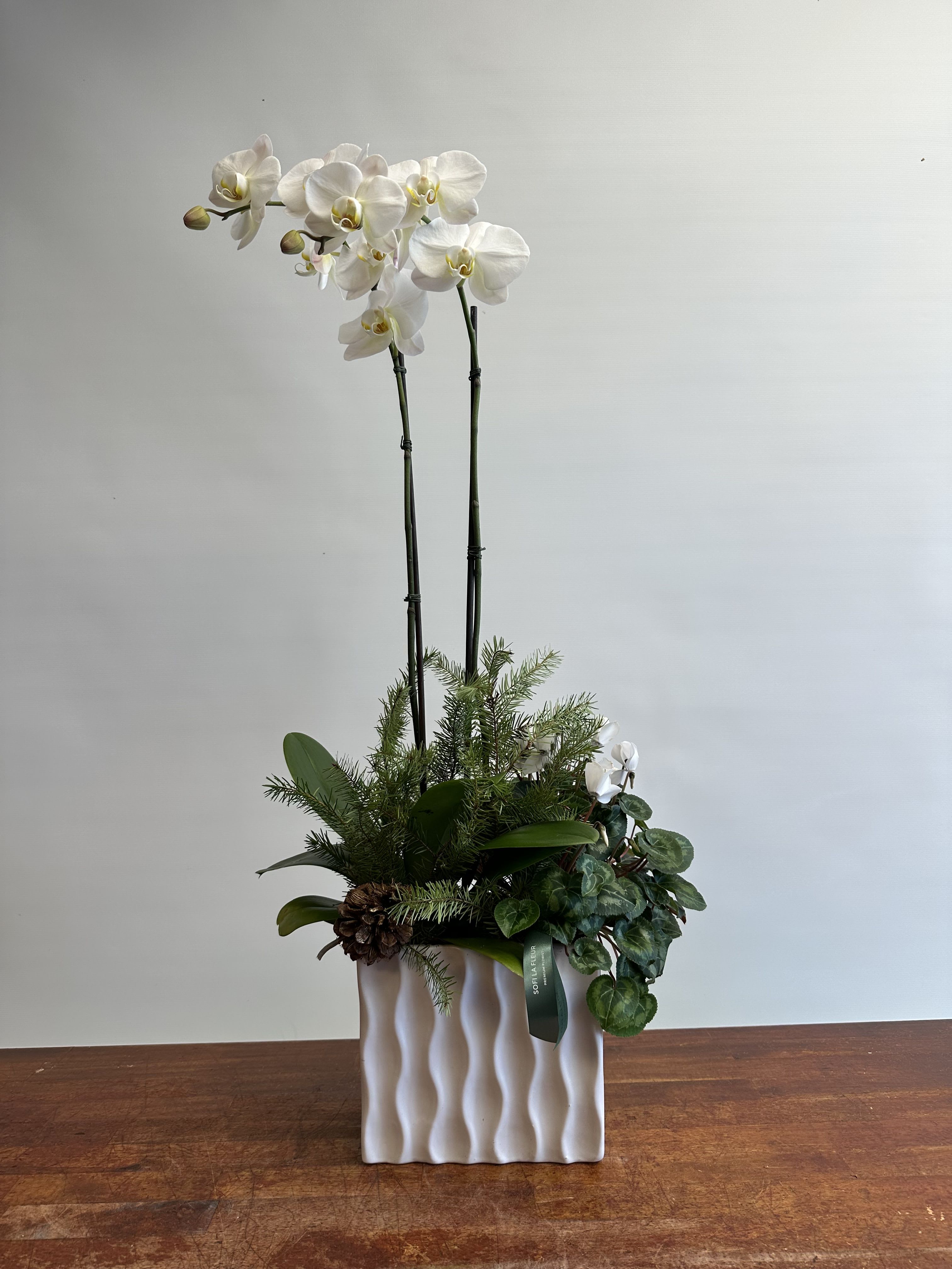 White Orchid with Christmas Greens - An elegant white Phalaenopsis orchid arrangement styled with fresh Christmas greens, winter foliage, and natural pine accents in a modern ceramic planter. This refined holiday orchid centerpiece is perfect for Christmas décor, seasonal gifting, and adding a clean, luxurious winter touch to any space.