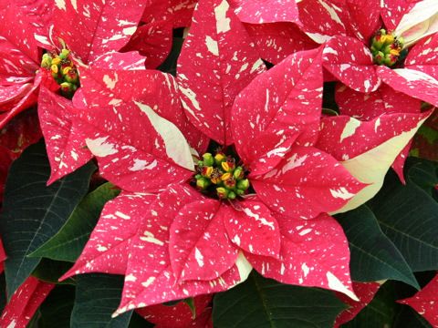 Jingle Bell Poinsettia  - Modern Twist On A Christmas Favorite! Exact Color May Vary. 
