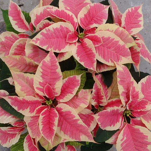 Marble Poinsettia  - Modern Twist On A Christmas Favorite!  Exact Color May Vary. 