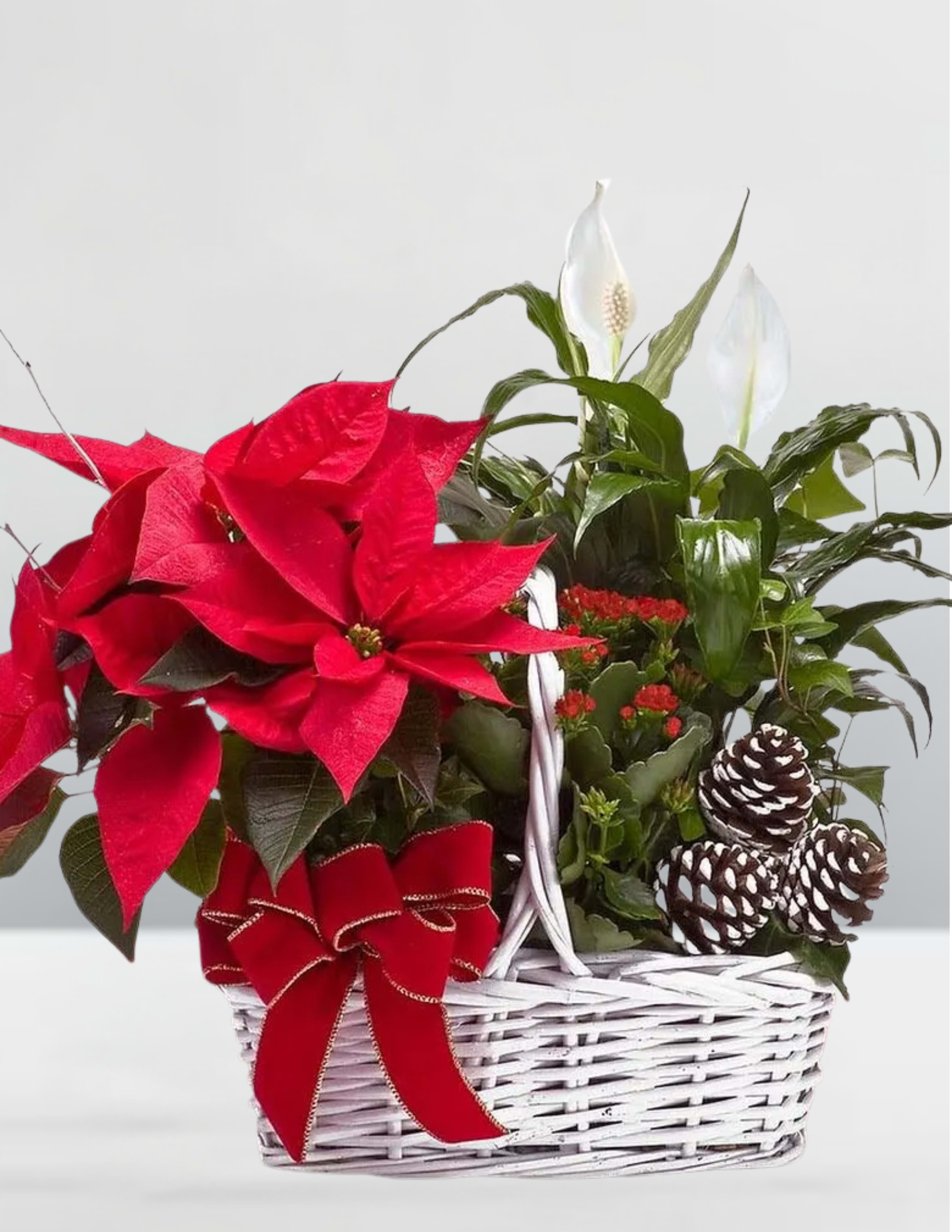 Jingle bells poinsettia peace lily  - Jingle bell pointers and peace lily plant in a basket 