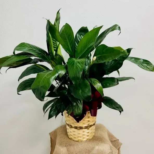 Peace Lily - Perfect for the service or the home, with a floral sleeve pot with bow. 10" pot size