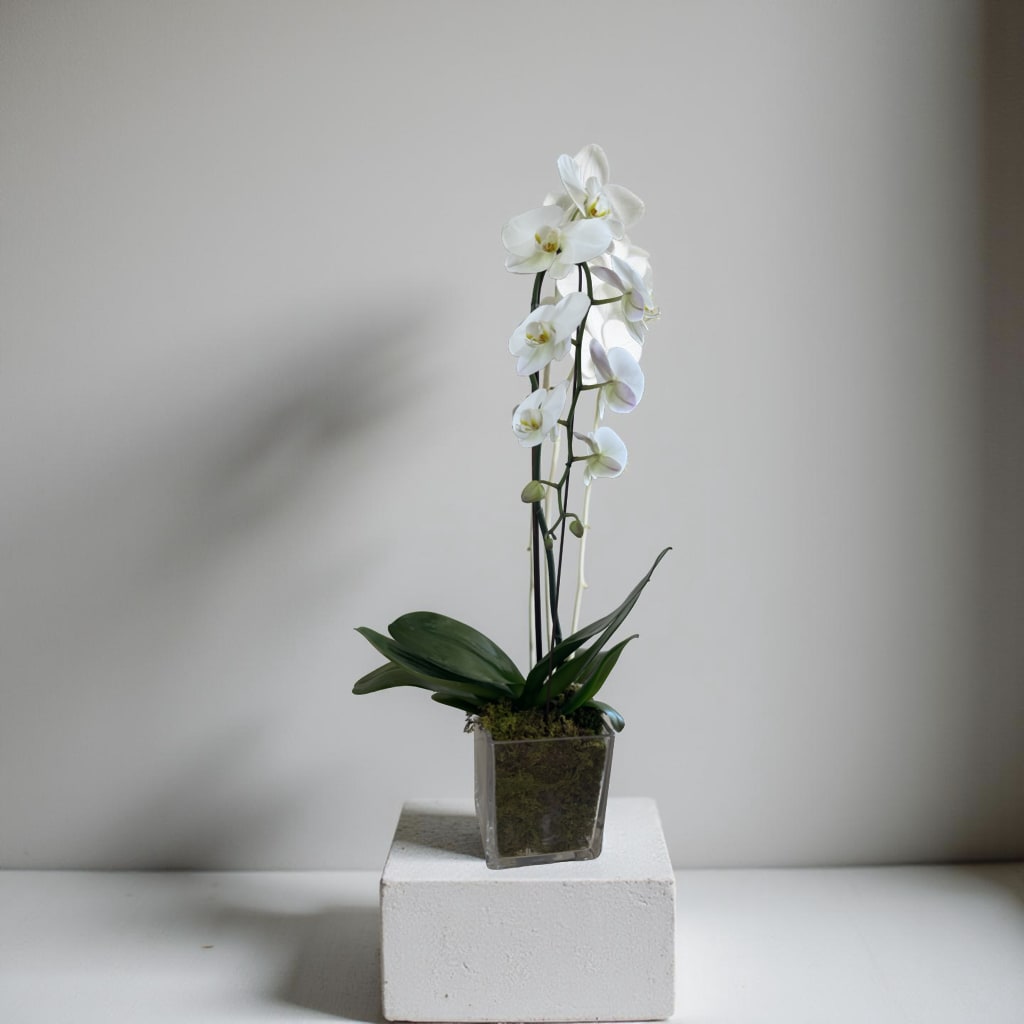 Orchid  - Single orchid arrangement