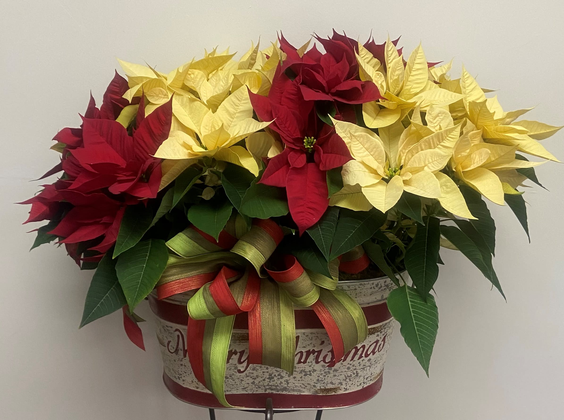 Poinsettia Medley - 2 (8" pots) of "Poinsettia Medleys" are mossed into a wooden holiday scenic decor crate, or a holiday tin (depending on availability) or large whitewash basket to form a display of incredible blooms of Christmas.  Each 8" pot is planted with a white, pink &amp; red poinsettia (tri-color) which makes this plant basket such a lush awesome expression of the Season. Poinsettias are of the highest quality and locally grown!  This color combination is amazing.  