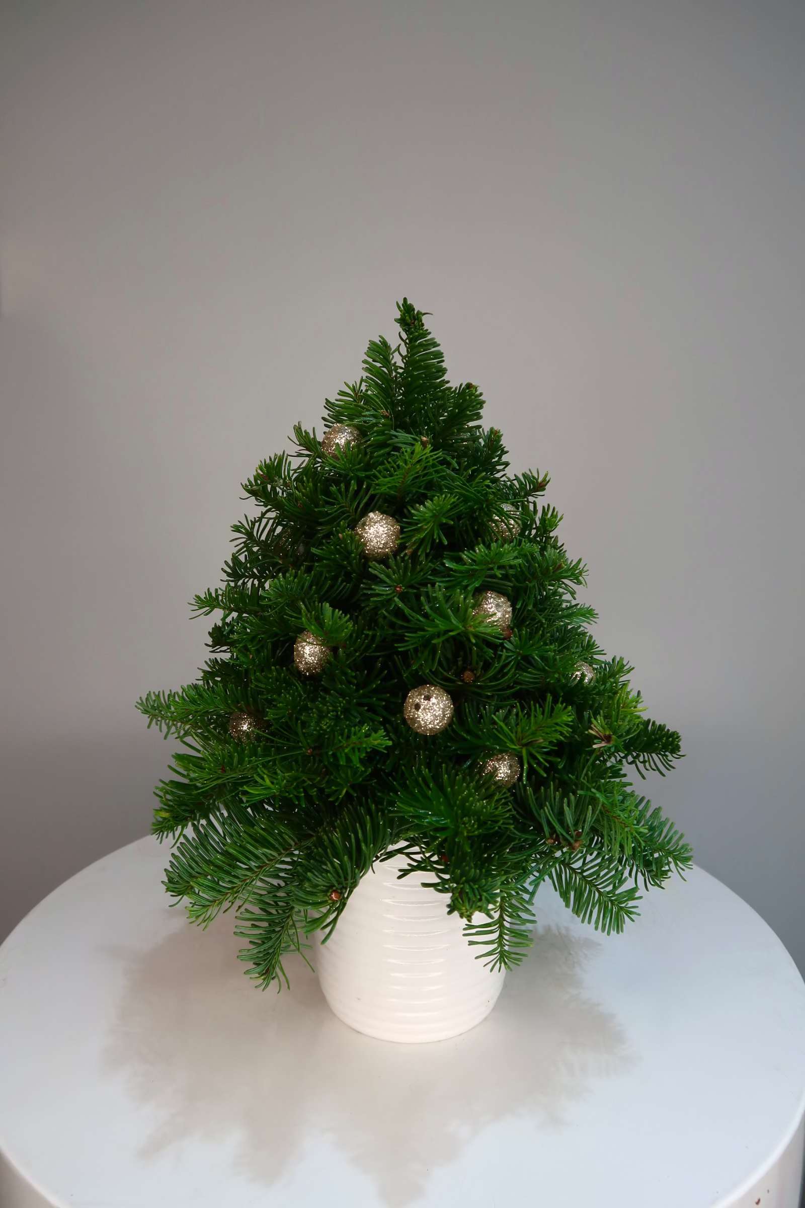Mini Evergreen Christmas Tree - A charming mini Christmas tree made from fresh evergreen branches and accented with delicate gold ornaments, arranged in a modern white ceramic pot. Perfect for desks, shelves, entry tables, or small spaces, this festive piece adds holiday cheer without overwhelming your decor. Ideal for Christmas decorating, hostess gifts, or seasonal home accents.  Height 12 in / Width 8 in