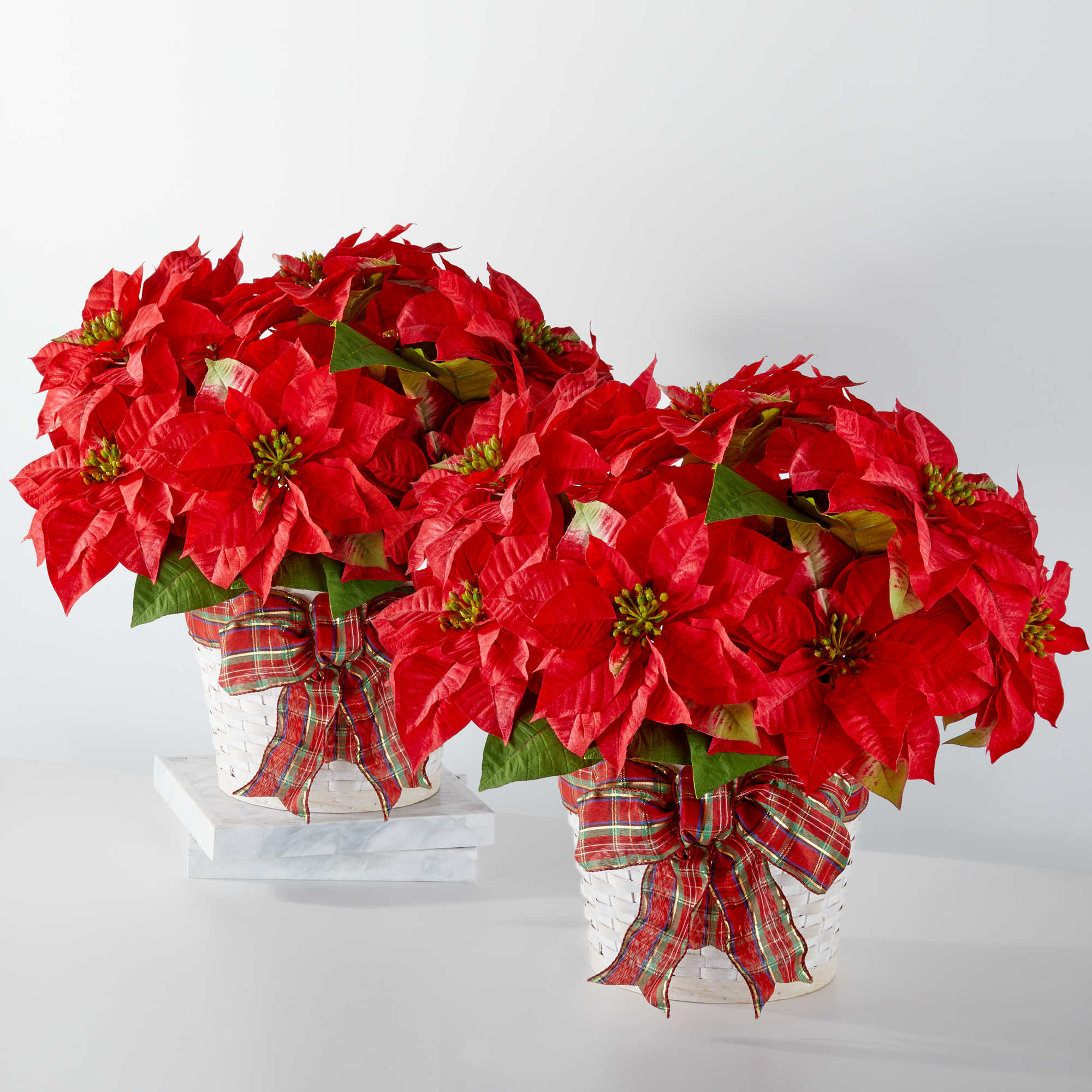 Happiest Holidays Poinsettia Bundle - Double the décor with our Happiest Holidays Poinsettia Bundle. This duo is unmatched in Christmas spirit, perfect for a hostess gift, sprucing up the house, or simply sending a holiday hug to those you love most. These joyful plants arrives in a wonderful woven basket and tied with a festive bow.  Approximate Size: 8" in diameter.