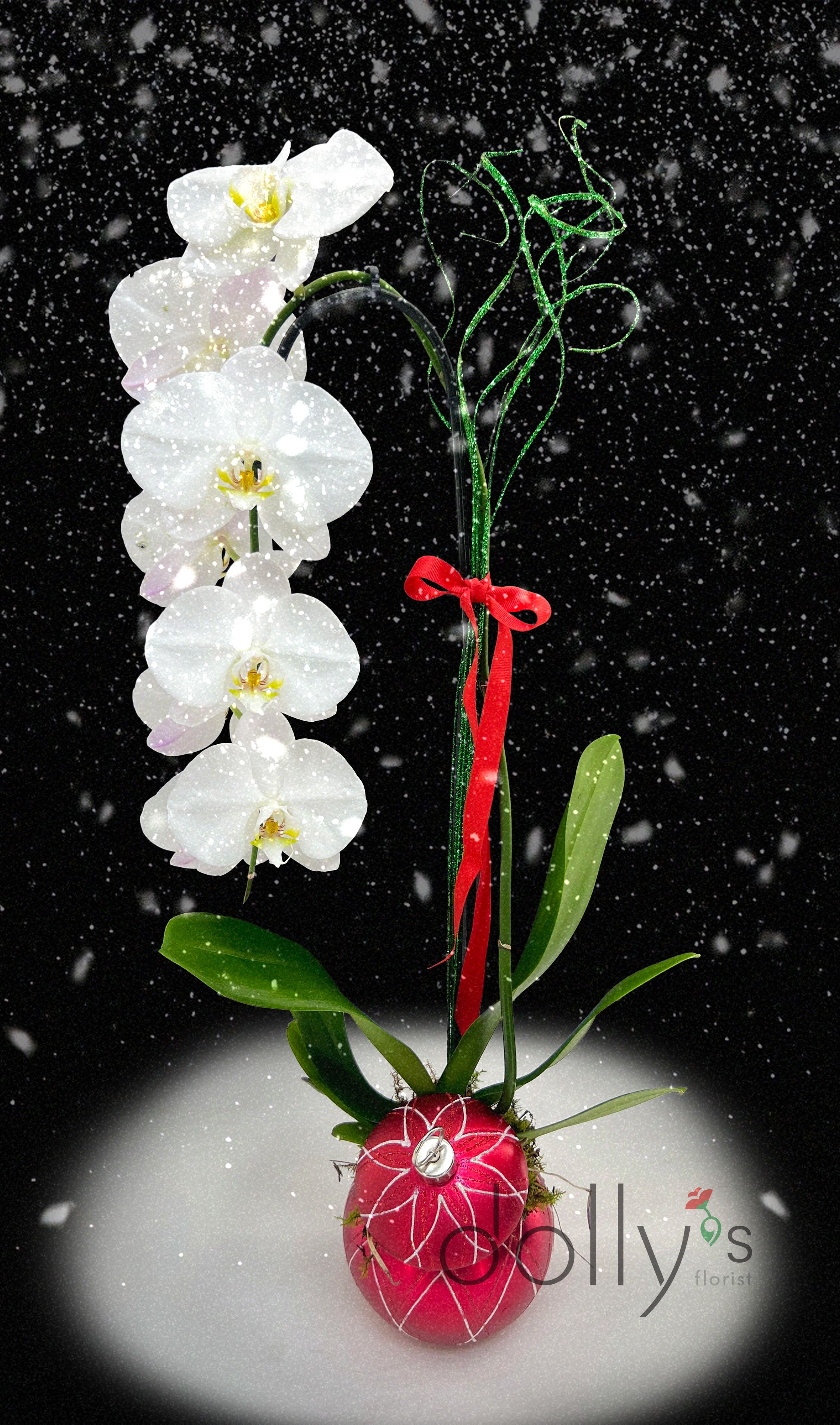 Dolly's Exclusive | Ornament Orchid - Single Orchid Stem housed in our ornament vase. 