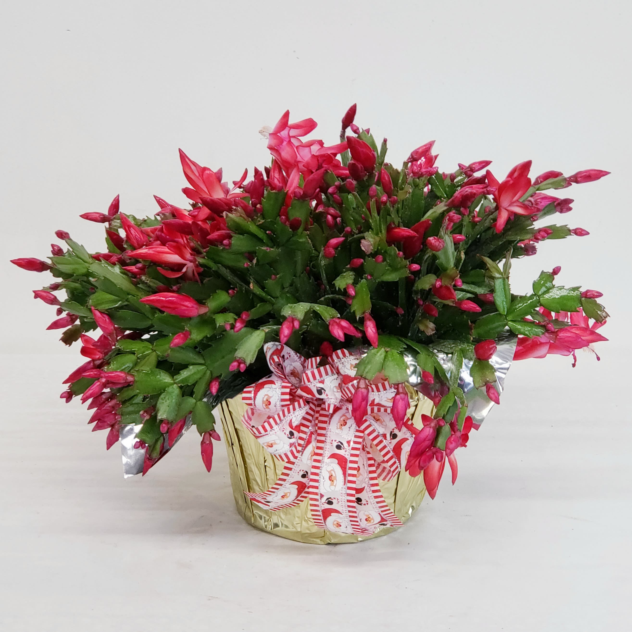 Christmas Cactus - One of the most striking flowers among holiday plants, the Christmas Cactus blooms during the holiday season, and with proper care it can also bloom around Easter. Delivered in a 6" basket.