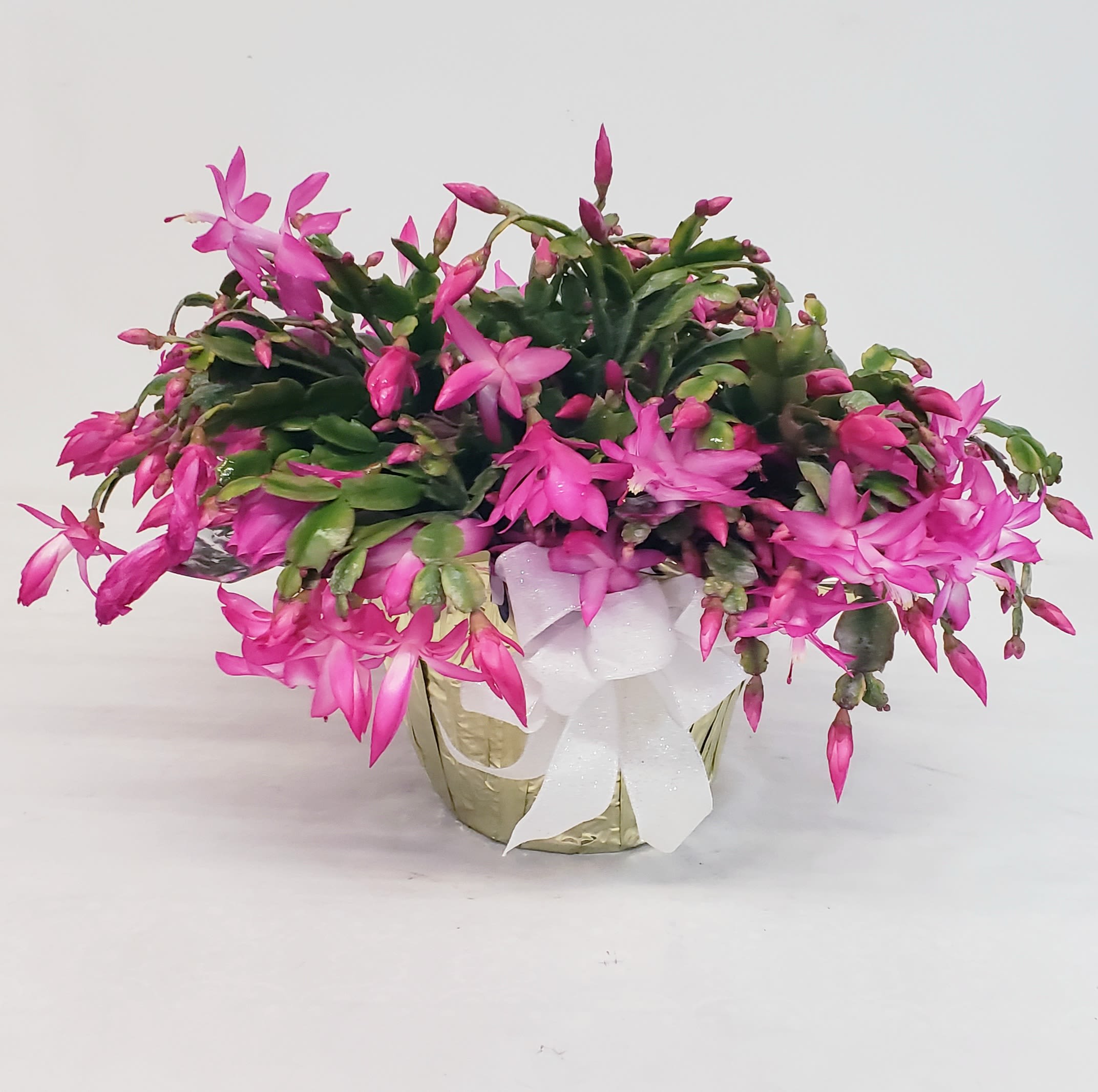 Christmas Cactus - Pink - Beautiful six inch pink Christmas Cactus in bloom. 