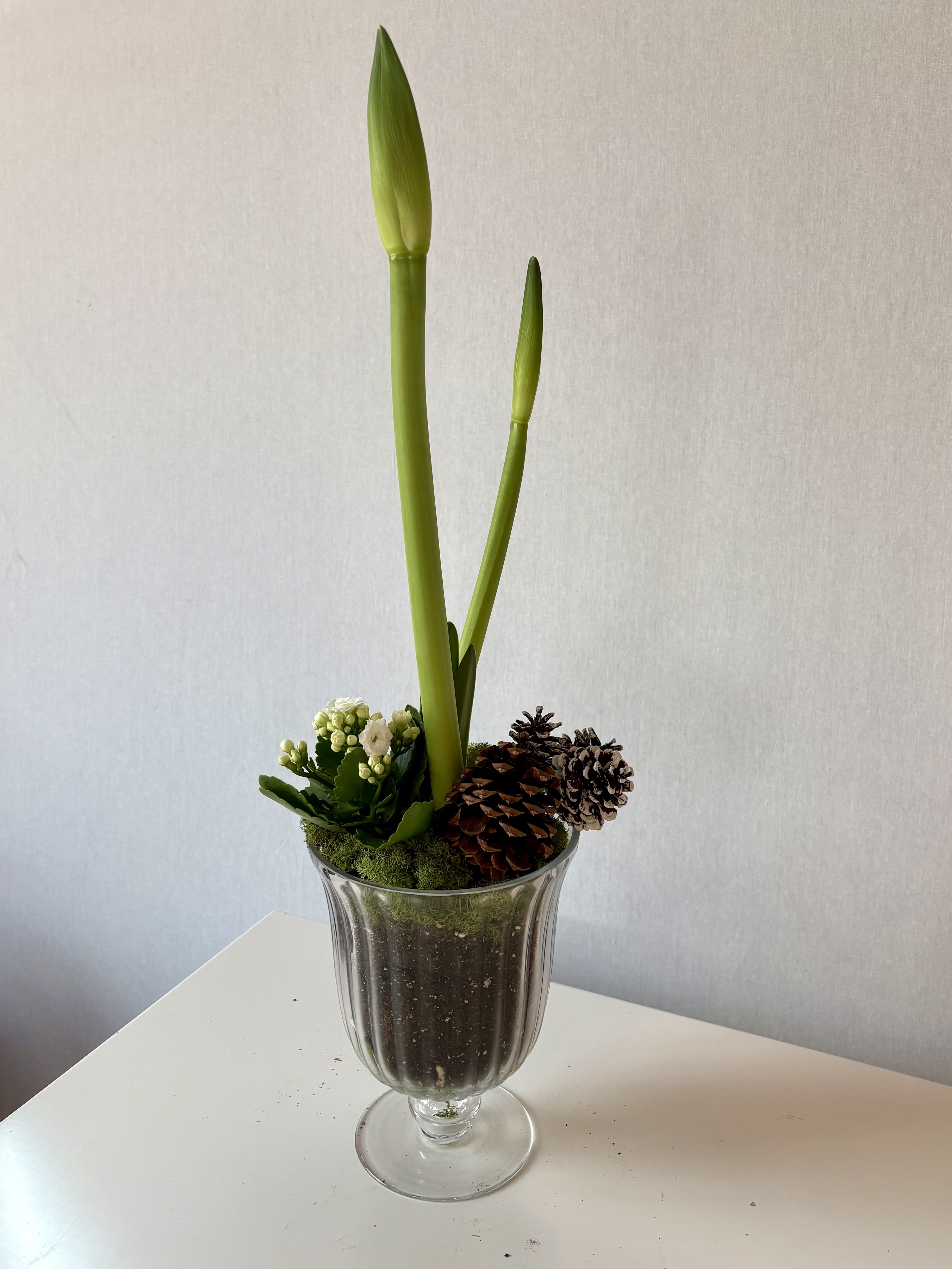 Holiday Amaryllis  - Sleek and sweet, just how we like it.  Our amaryllis is super fresh and depending whern you order it it will be in variou phases of grtowth.  As of 12/15 they have not fully exploded yet.  You are also welcome to make a request on the lifecyle and color ( we'll do our best).  Each amaryllis is potted in our beautiful ribbed compote that measures approx 8" Hx 6" W.  Its a beautiful gift or decor for your home.  Perfect for kitchen islands, coffee tables, desks, foyers.  