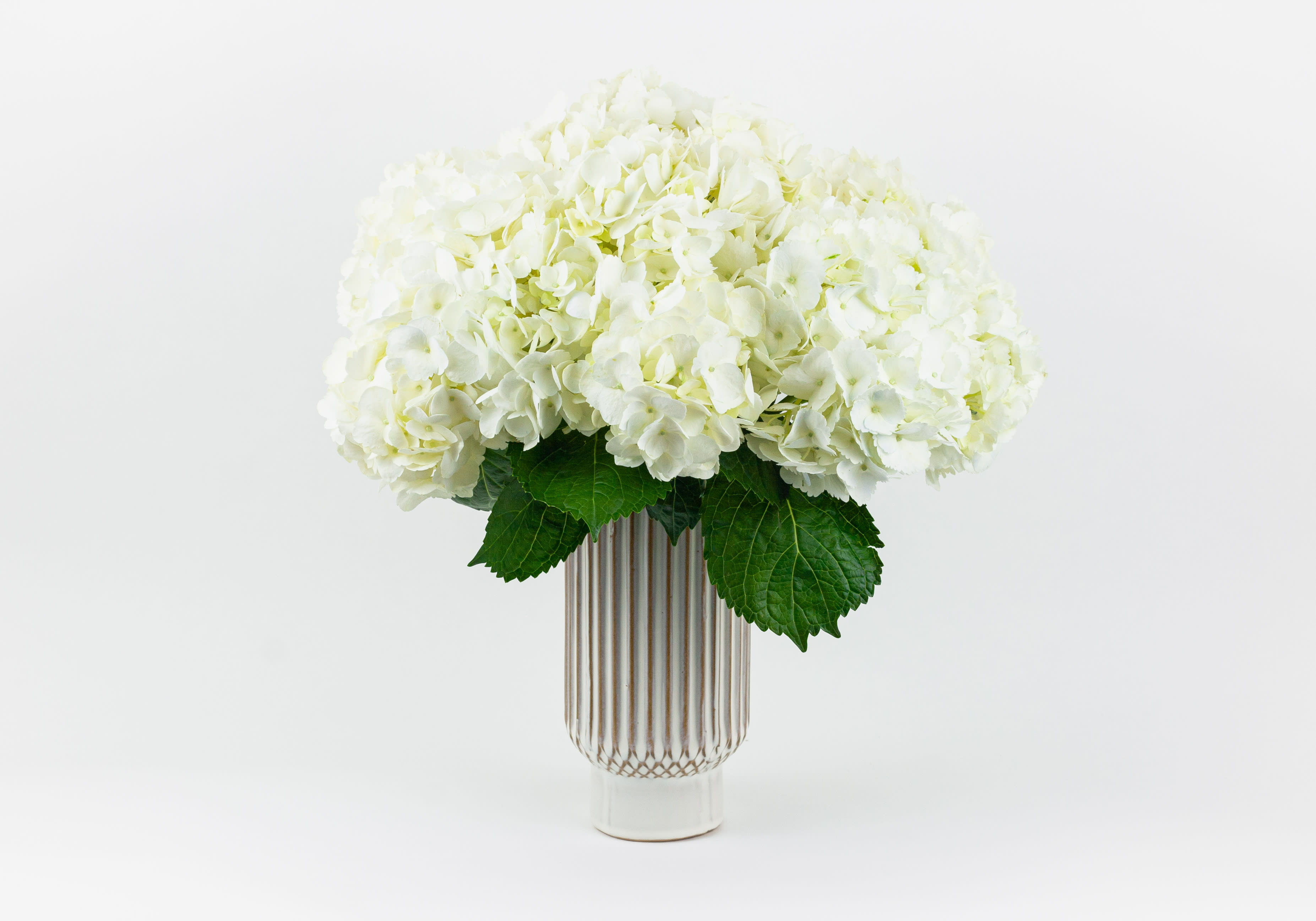 White Flurry - Arrangement of 6 Hydrangea white in a ceramic vase.