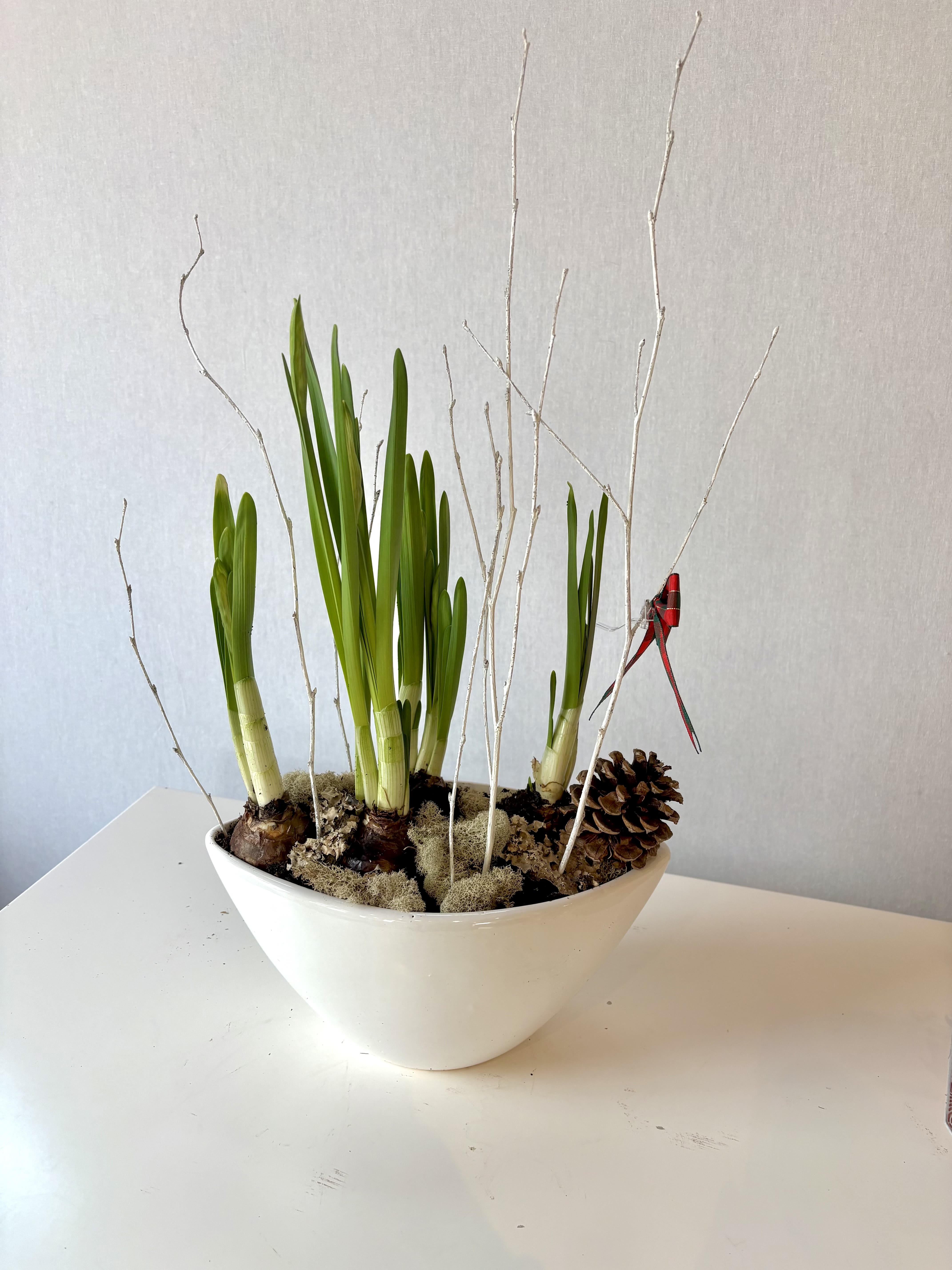 Holiday paperwhites! - Sweet smelling and so dainty!  Holiday paperwhites are a fan favorite in the studio.  We plant the bulbs in pretty white boat vessels and add in some white branches, moss, stones and pine cones.  It's clean and pretty and makes for a great gift or centerpiece.    The vessel is approx. 10" L x 5"ish " w at the center.   It's pretty substantial and comes with approx 5 paperwhite bulbs.  We purhase at variou stages of their life cycle per what our flower markets have that week.  Closer to holiday these may be already flowering!  These are bulb to bloom..   