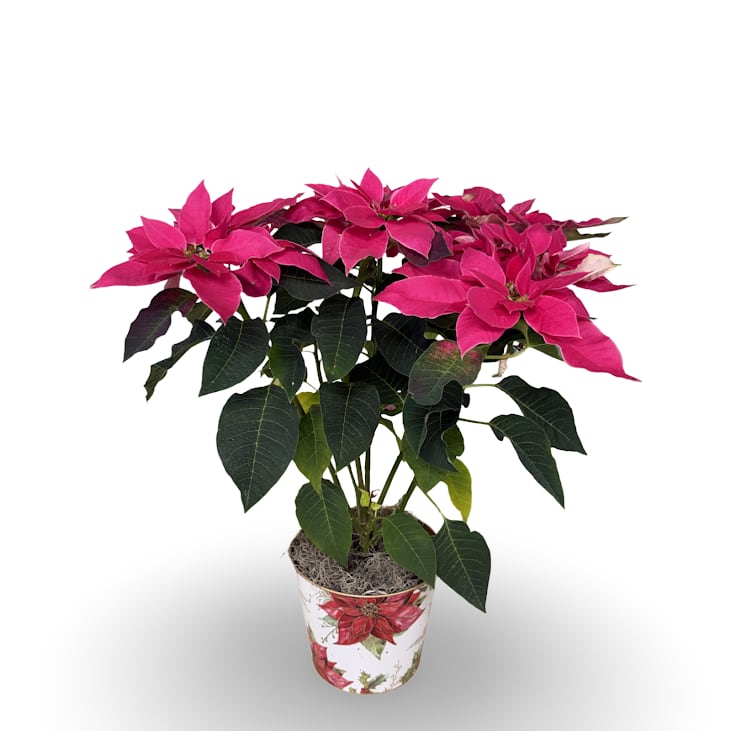 6" Pink Poinsettia - Add a festive pop of color with this classic pink poinsettia, beautifully arranged in a holiday-themed metal container. The base measures approximately 6 inches wide, with natural height variations from plant to plant. Container designs may vary, but each features a seasonal holiday style, making this poinsettia a cheerful and versatile choice for gifting or decorating any space. 