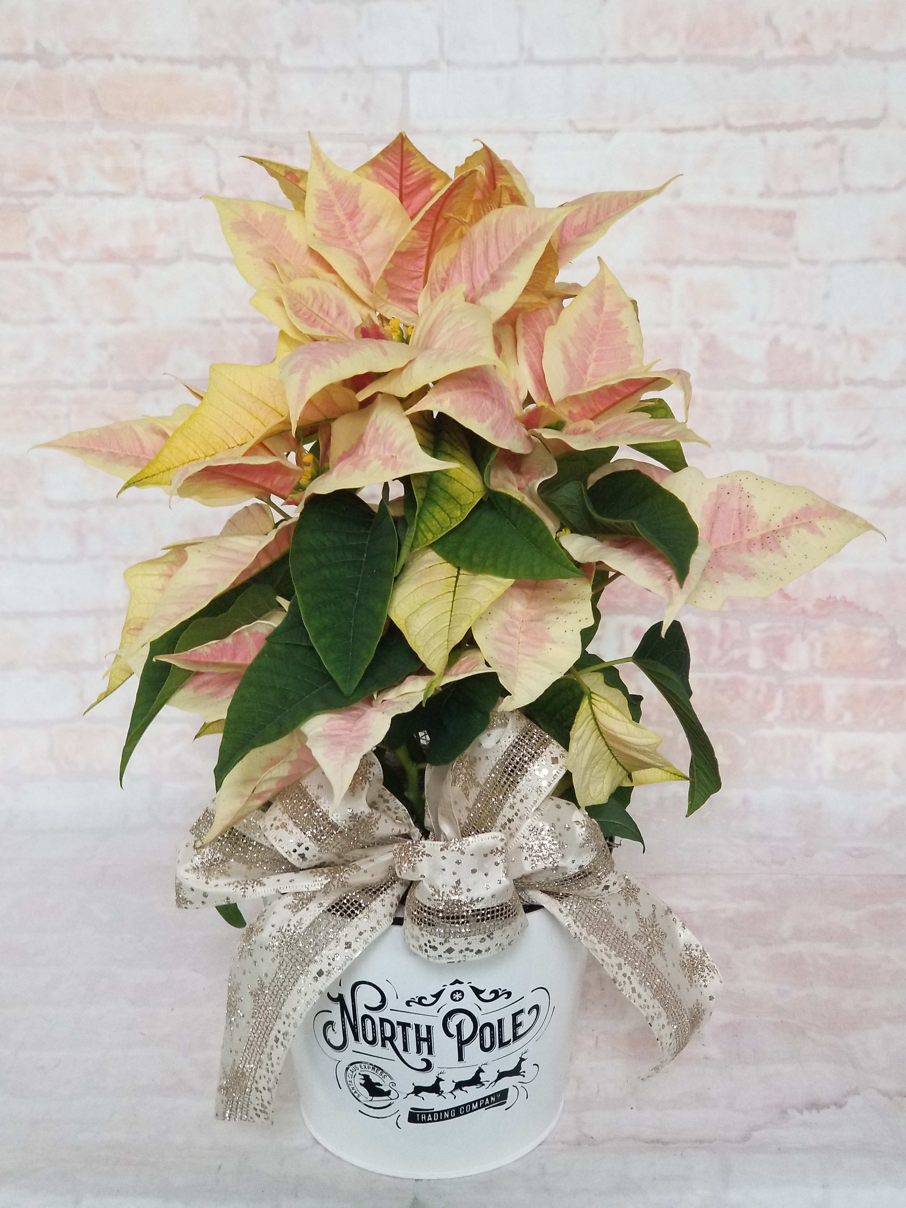 6" Verigated Poinsettia Plant - Select this uniquely colored 6" poinsettia in a seasonal pot.  