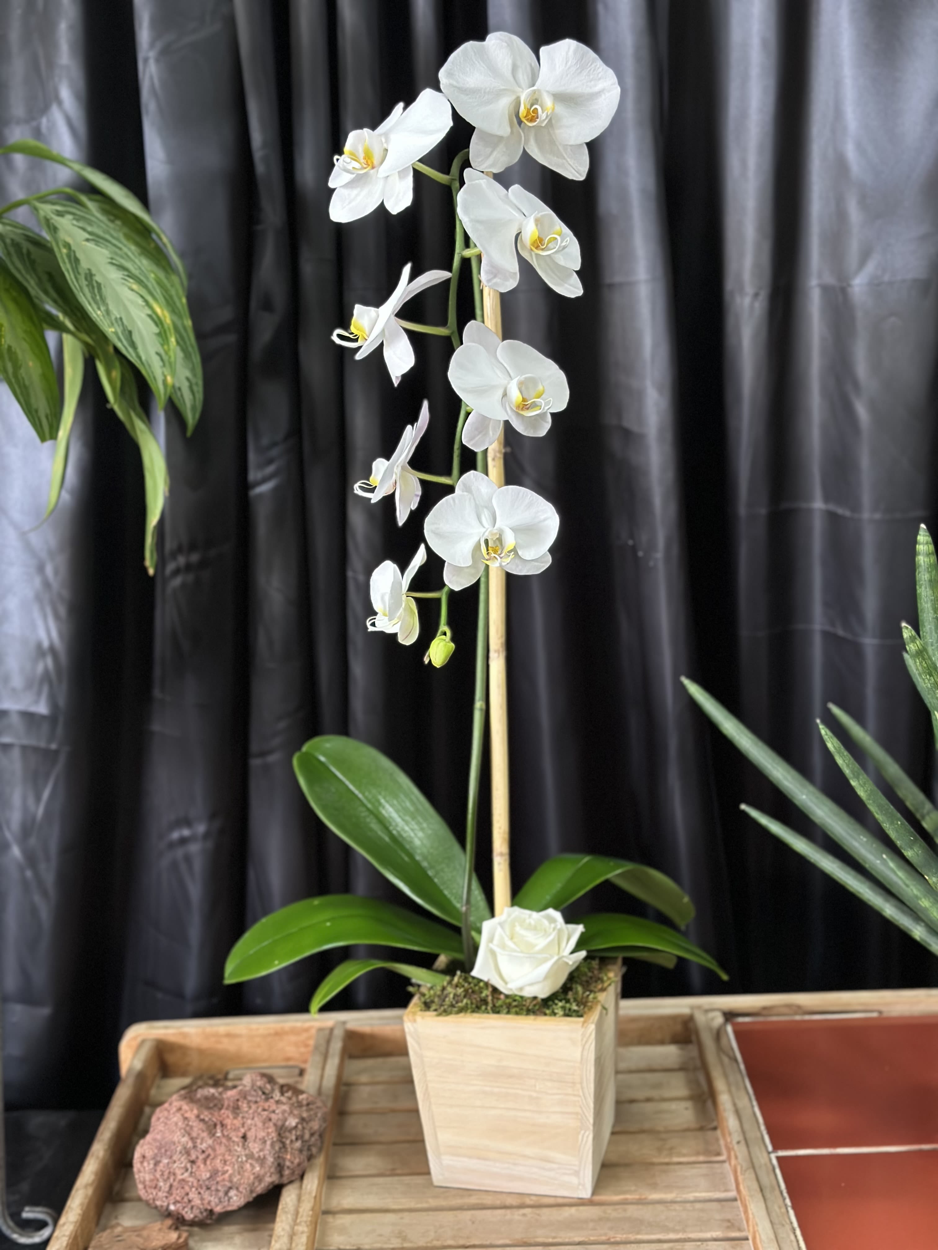 Phalaenopsis Orchid  - A beautiful Phalaenopsis orchid plant for any occasion.