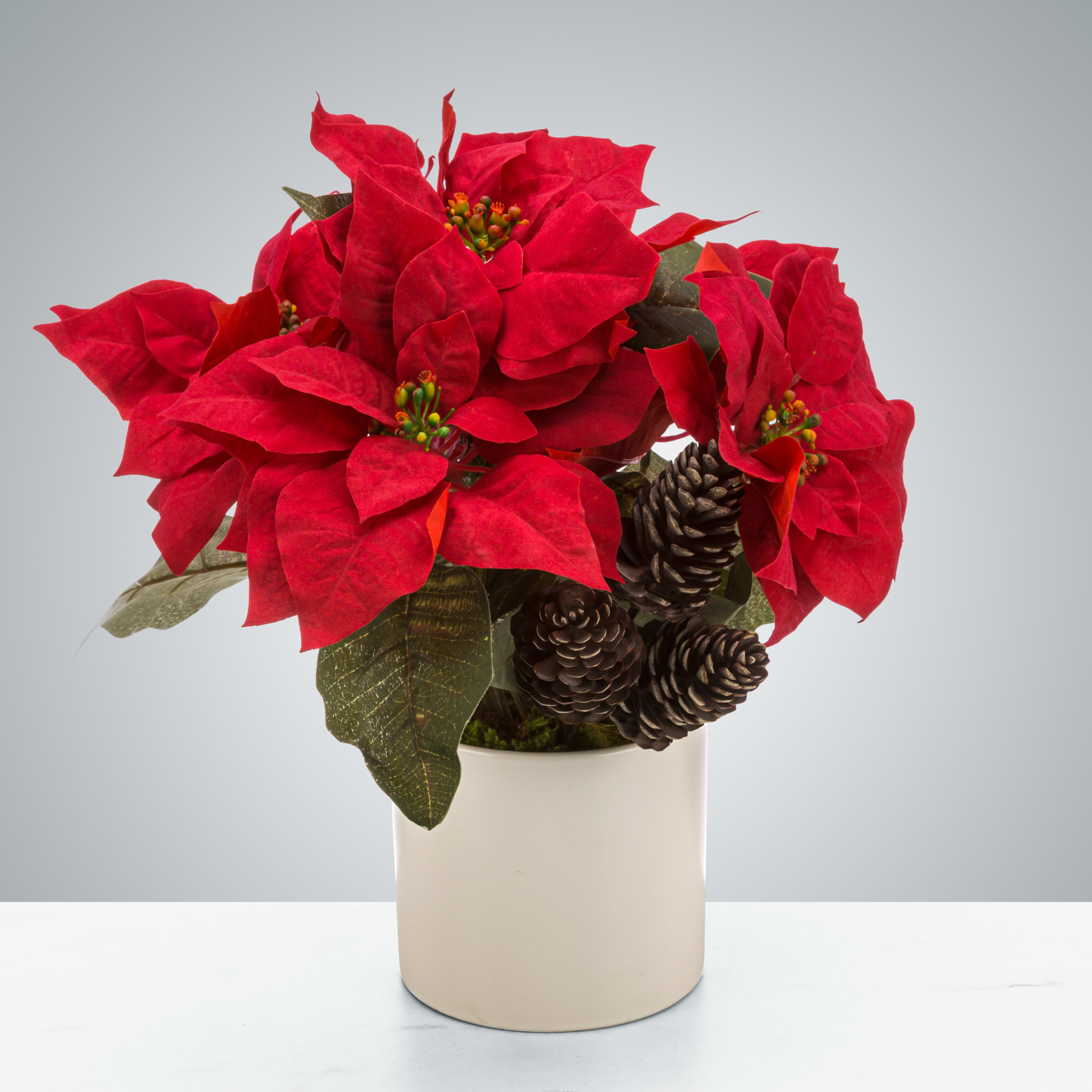 Poinsettia Plant  - Happy Holidays! A classic holiday plant, the poinsettia plants vibrant color brings some cheer to any room. A perfect Christmas present.