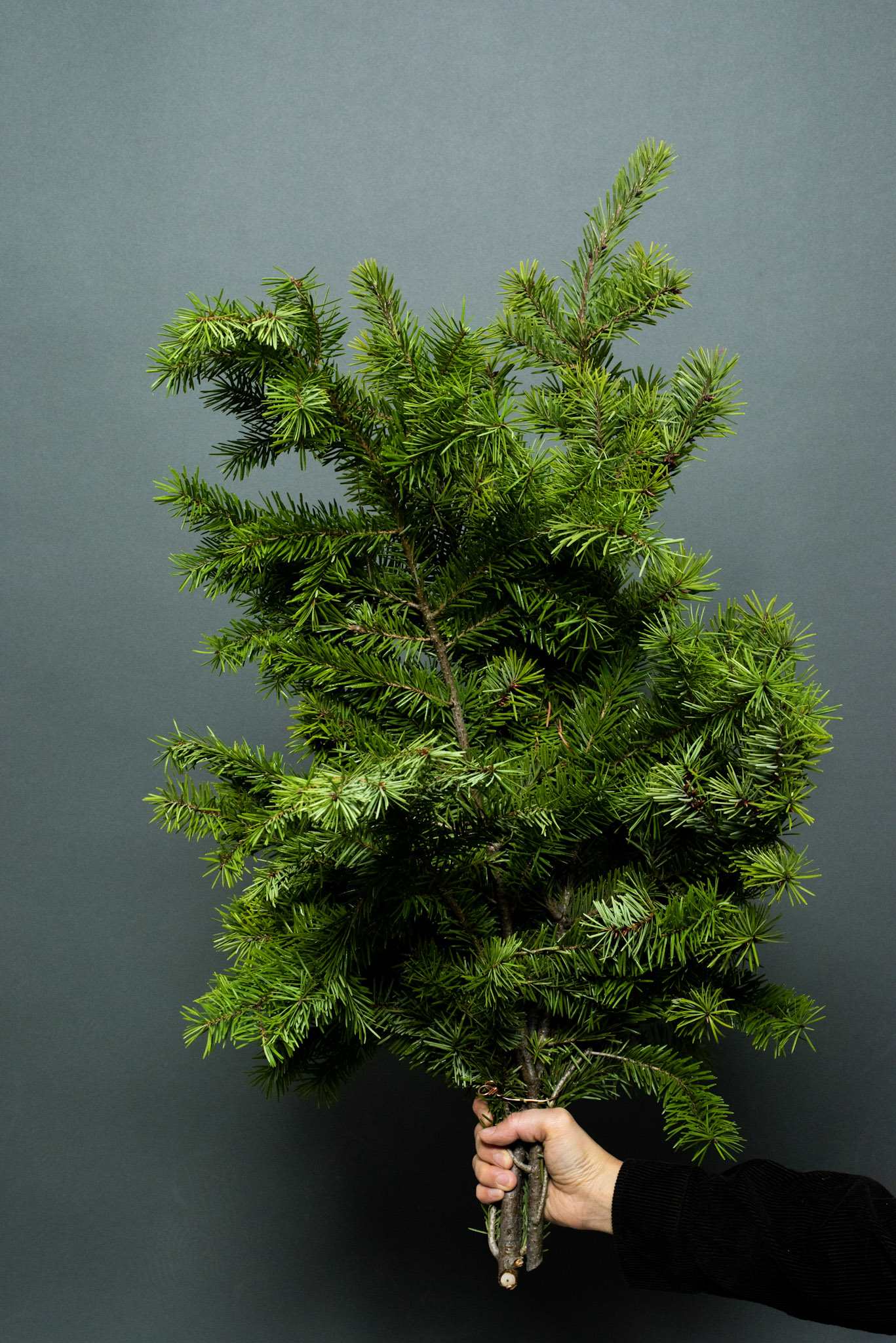 Douglas fir - Bunch - Bring the fresh, forest scent into your home with our Douglas Fir Bunch. Featuring lush, green needles and a classic, woodsy aroma, this bunch is perfect for seasonal decor, wreaths, or natural air freshening. Enjoy the timeless beauty and refreshing scent of Douglas fir.